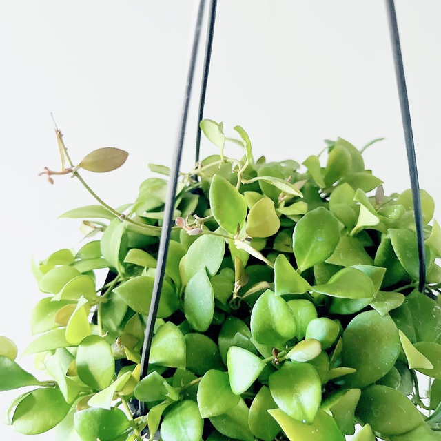 《人気》ホヤ ヘウスケリアナピンク Hoya ハンギング 観葉植物 calm cafe