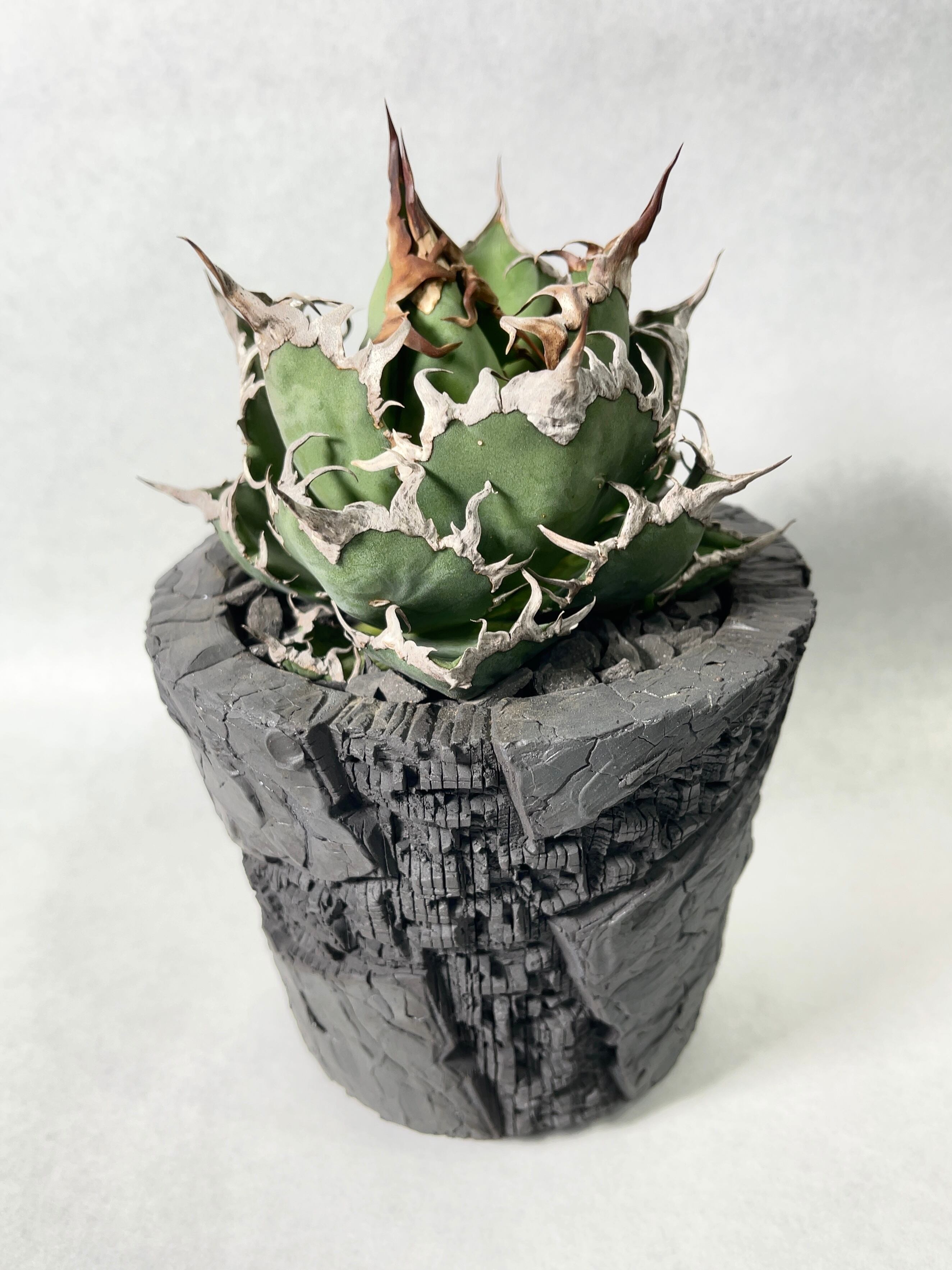 アガベ・シーザー | trigger