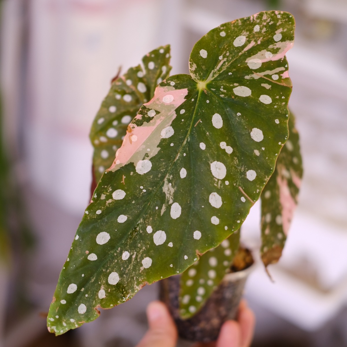 Begonia maculata variegata 