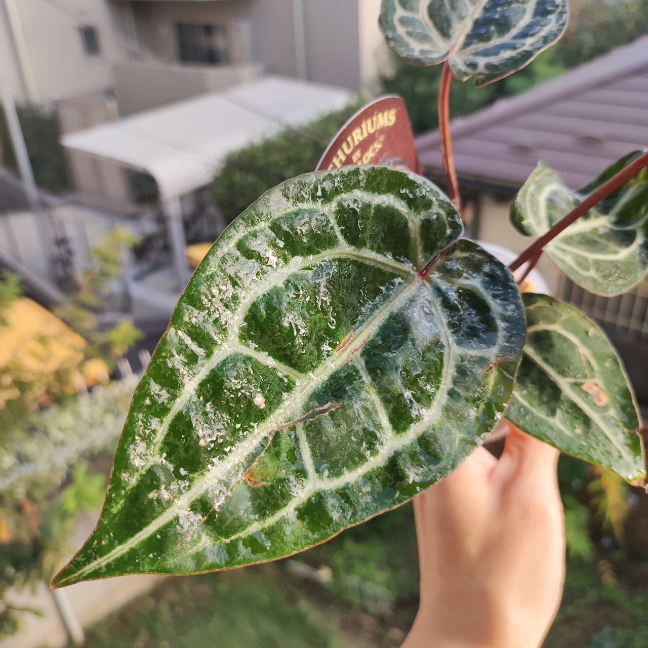 【希少】Anthurium 'Michelle' / アンスリウム・ミシェル / 観葉植物<育て方・花言葉>