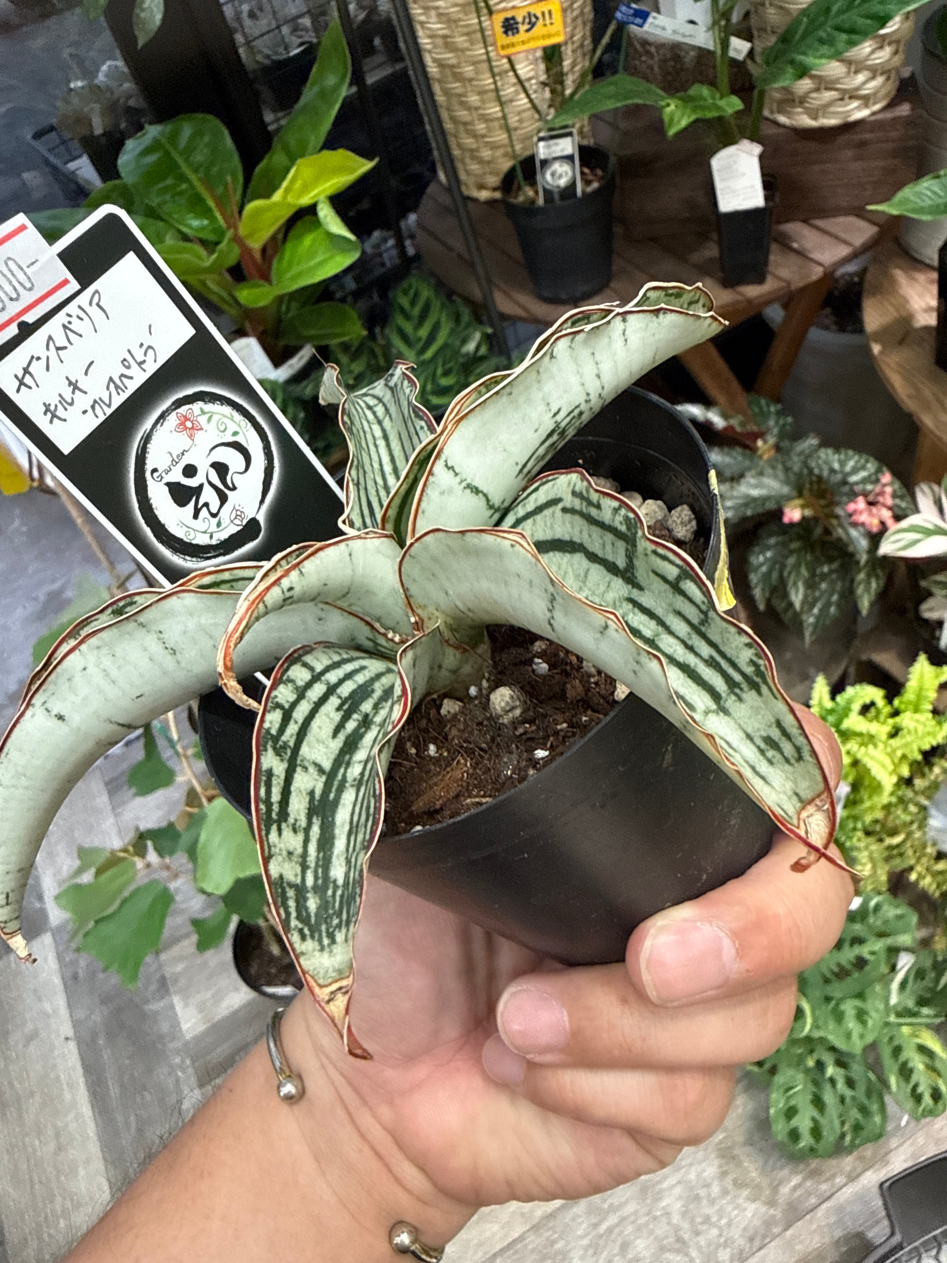 サンスベリア キルキー'クレオパトラ' | Gardenえん 【観葉熱帯植物】