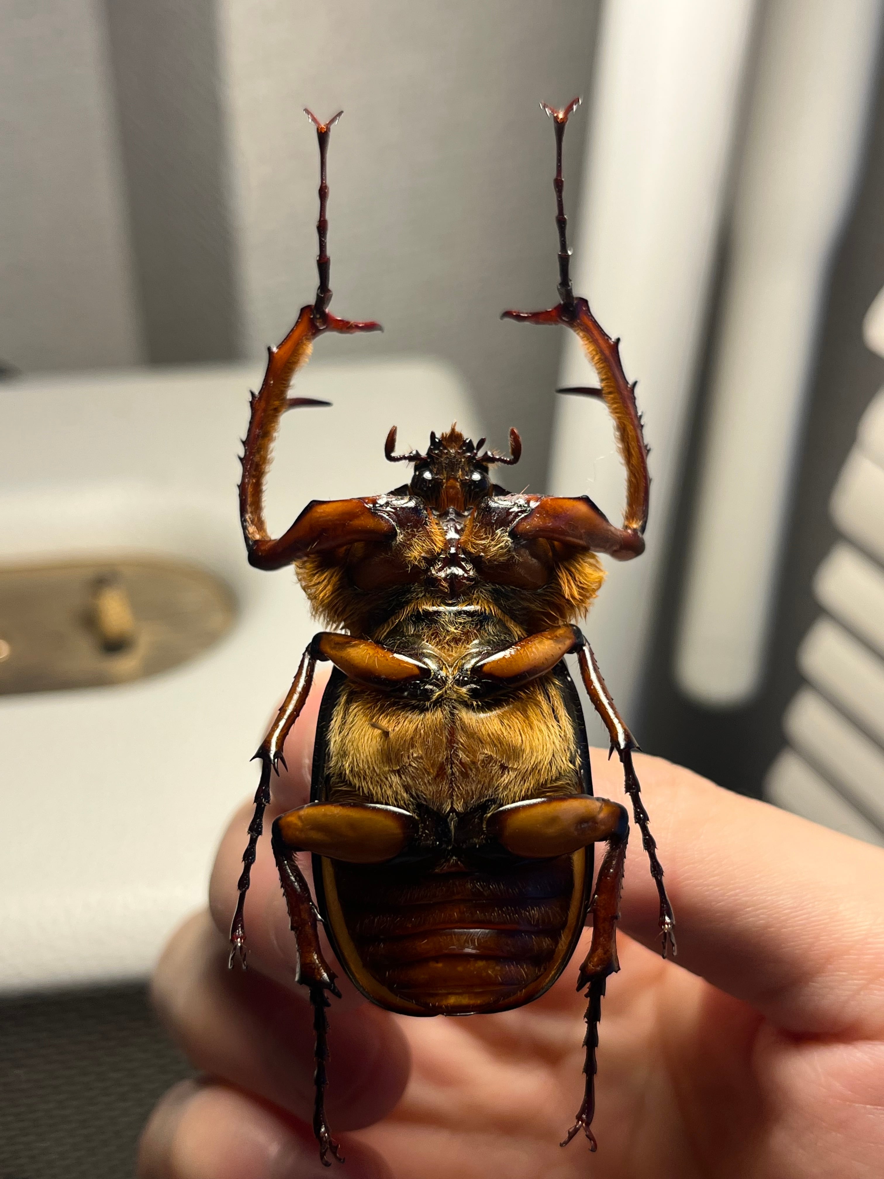 化物汚有】ダビディヒメテナガコガネ 標本テナガカミキリ昆虫標本 甲虫