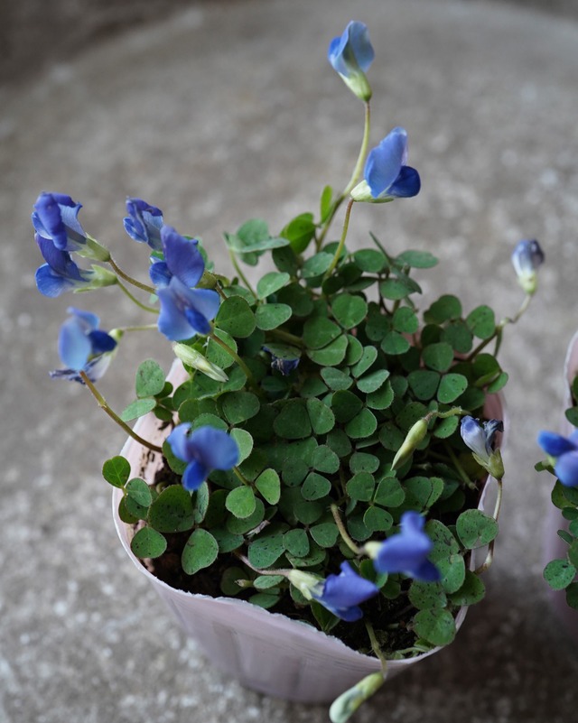 花期が長い　ブルークローバー　　３号