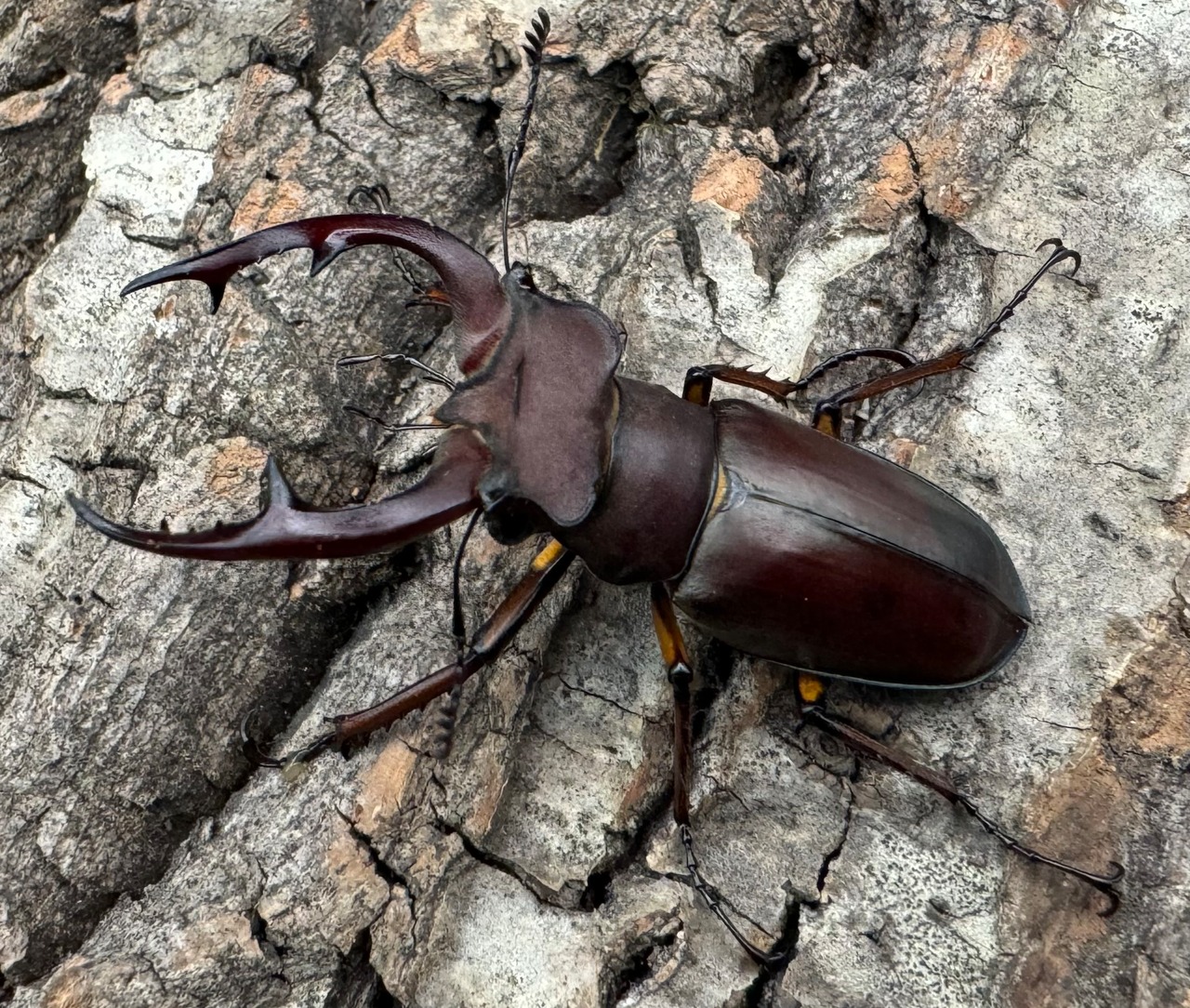 【WD】2018新種記載《ジュシャンミヤマ 51mm ペア》