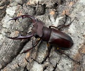 【WD】2018新種記載《ジュシャンミヤマ 51mm ペア》