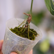 アンスリウム・レガレ / Anthurium Regale㉓│観葉植物