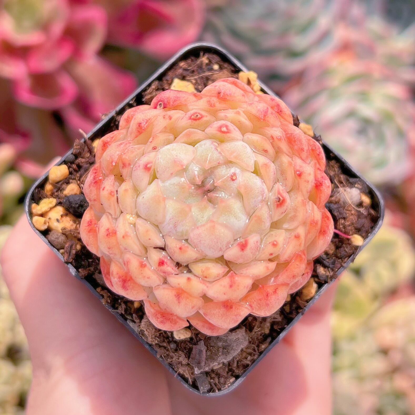 現物　バタフライリーフピオニー#543　るる農園