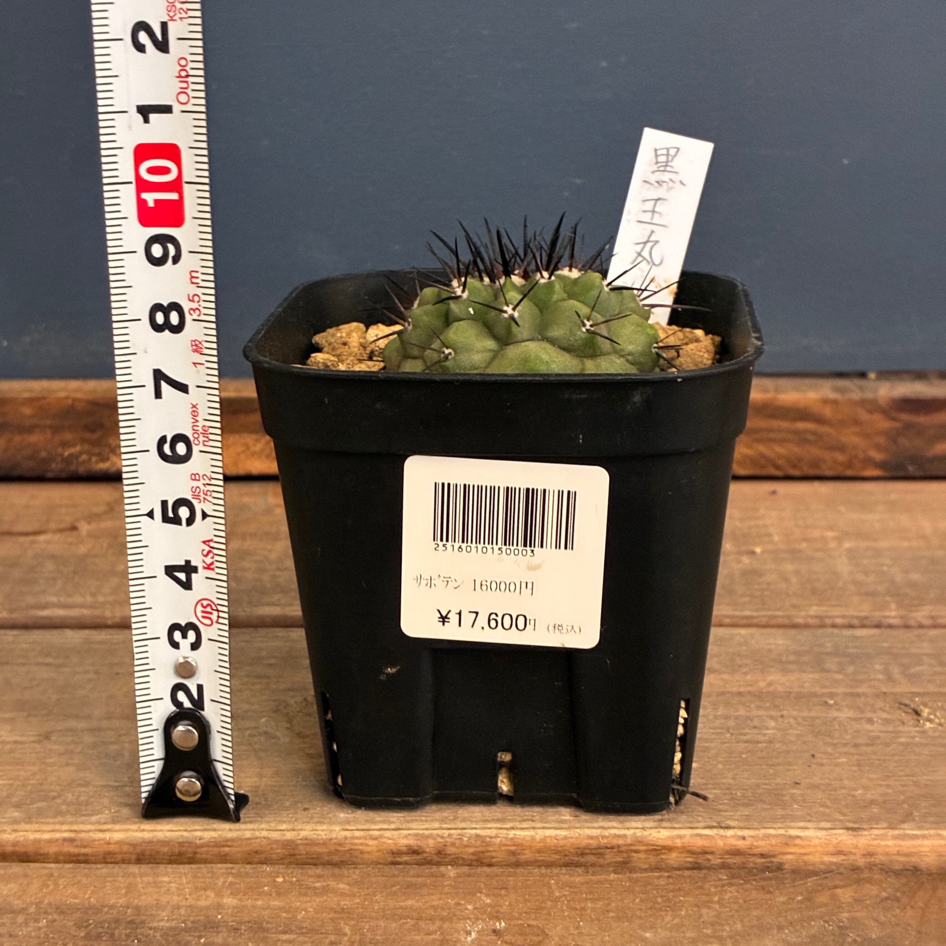 クリアランス】【Copiapoa】サボテン コピアポア 黒王丸実生【790