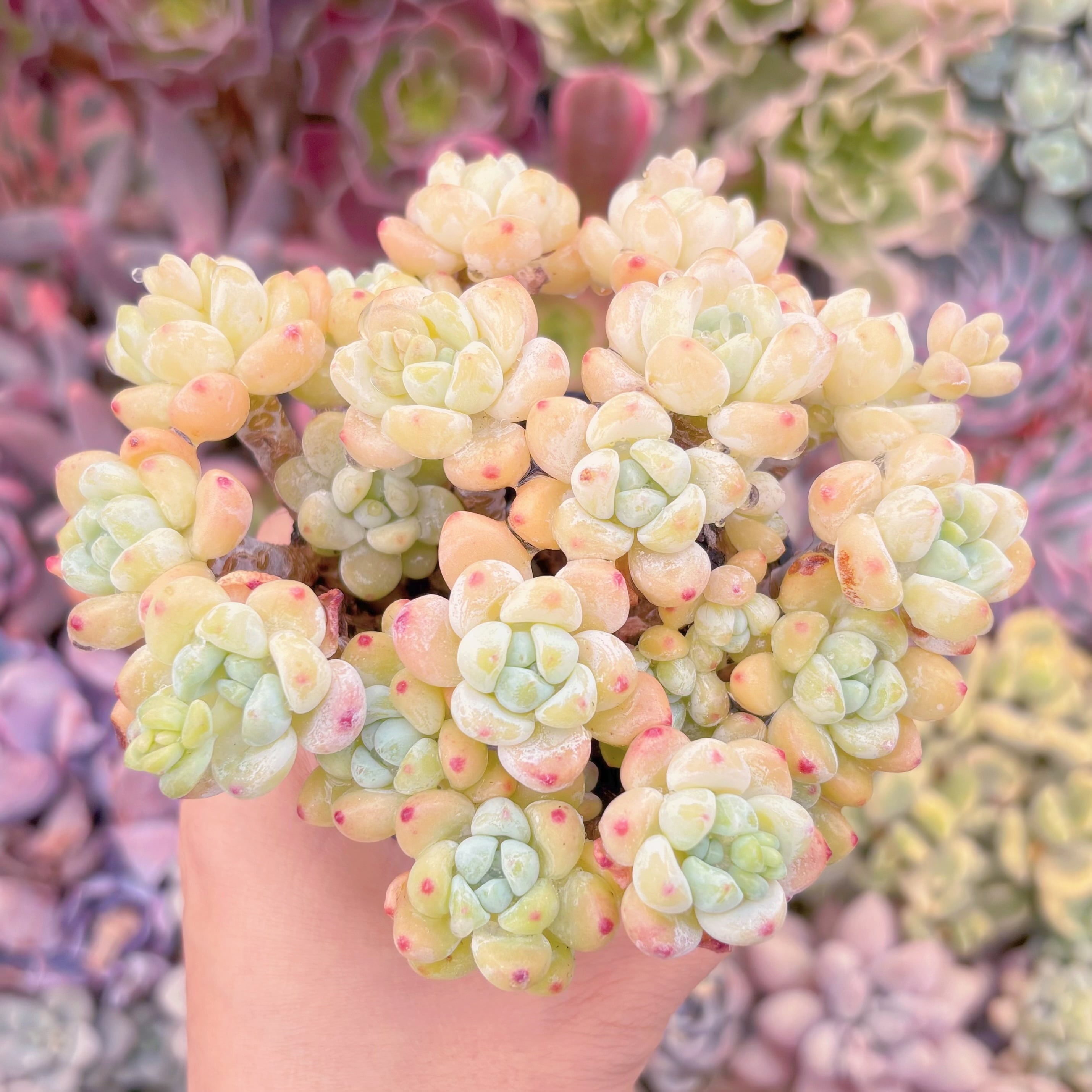 現品　ピンクラウル#283　群生　るる農園