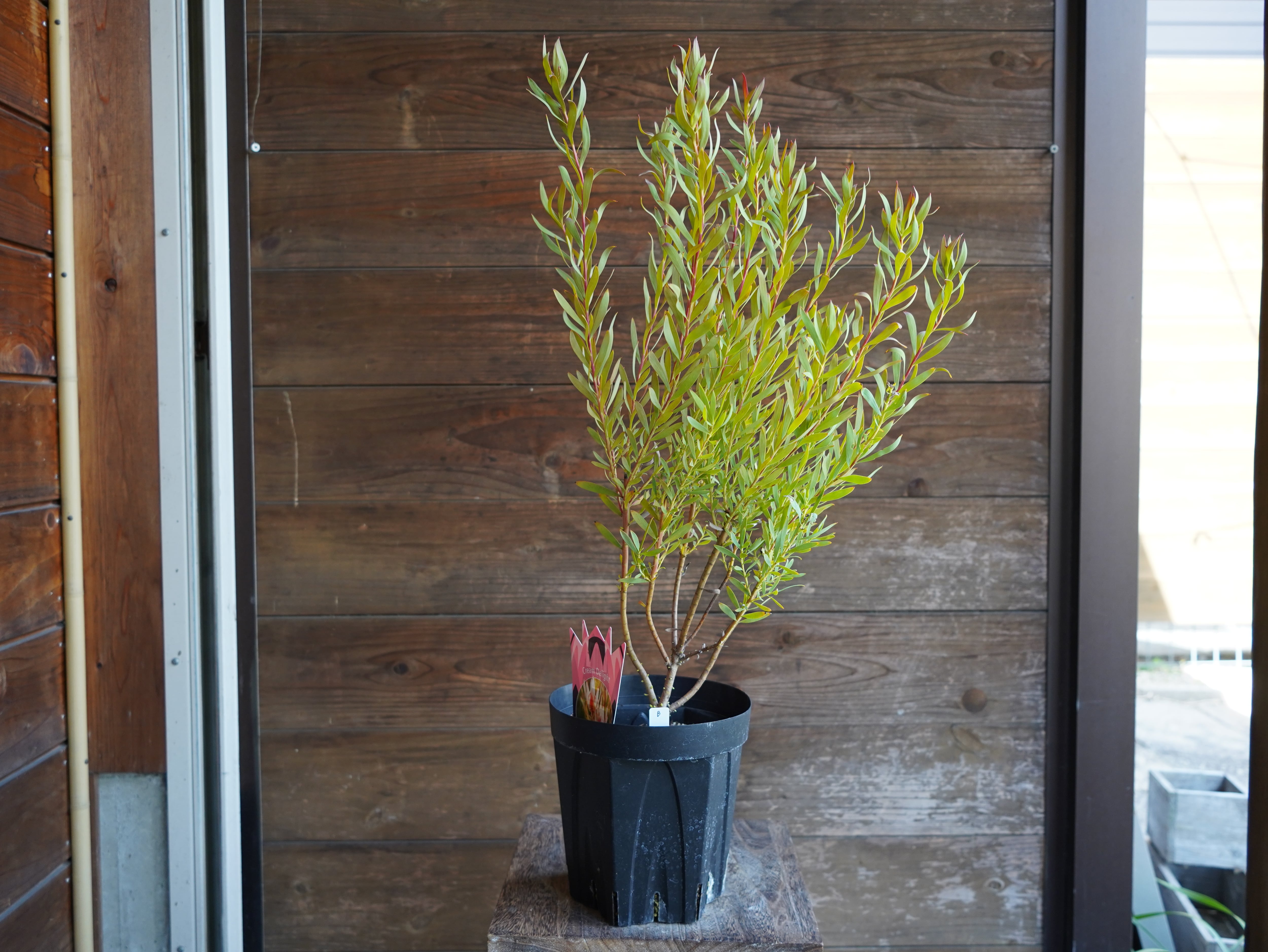 【現物】リューカデンドロン　”Cream Delight”　６号　B