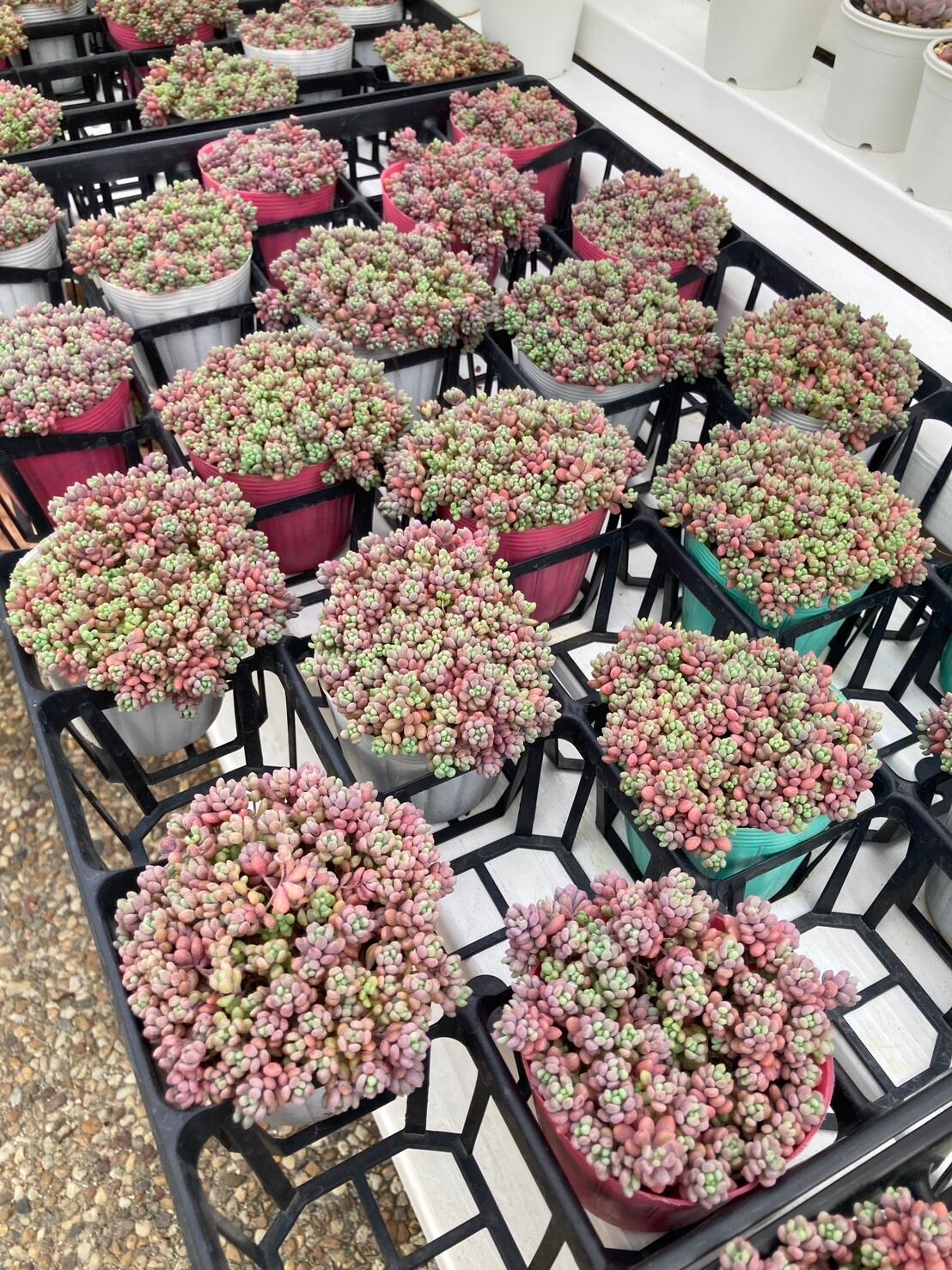 パープルヘイズ「ストロベリーカラー」 | 多肉植物研究所