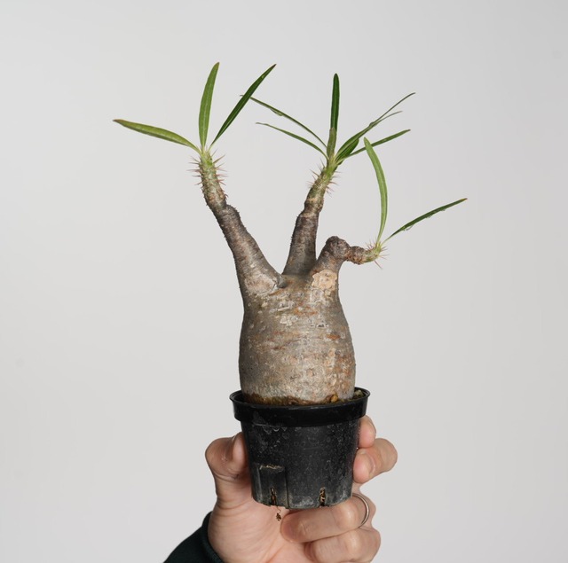 パキポディウム グラキリス no.7〈発根済み〉