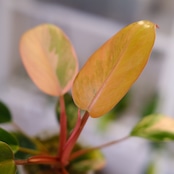 フィロデンドロン・レッドコンゴ / Philodendron Red Congo⑦
