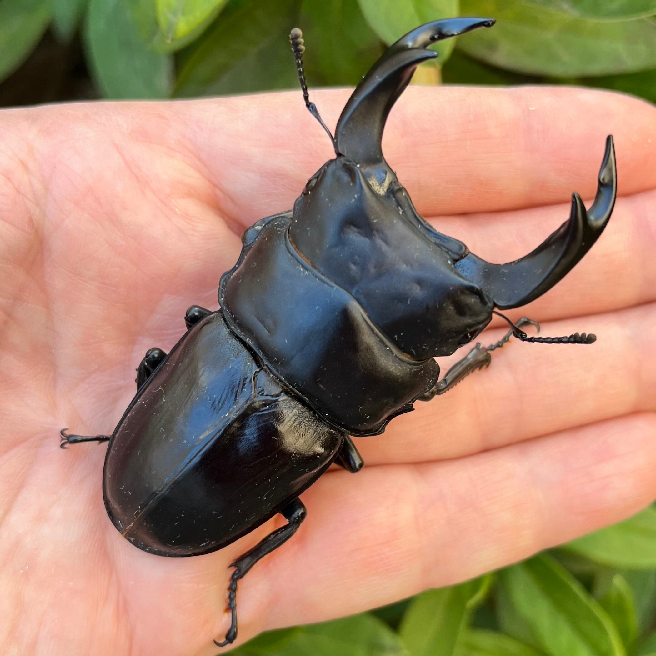 Dorcus NAVI ショップ