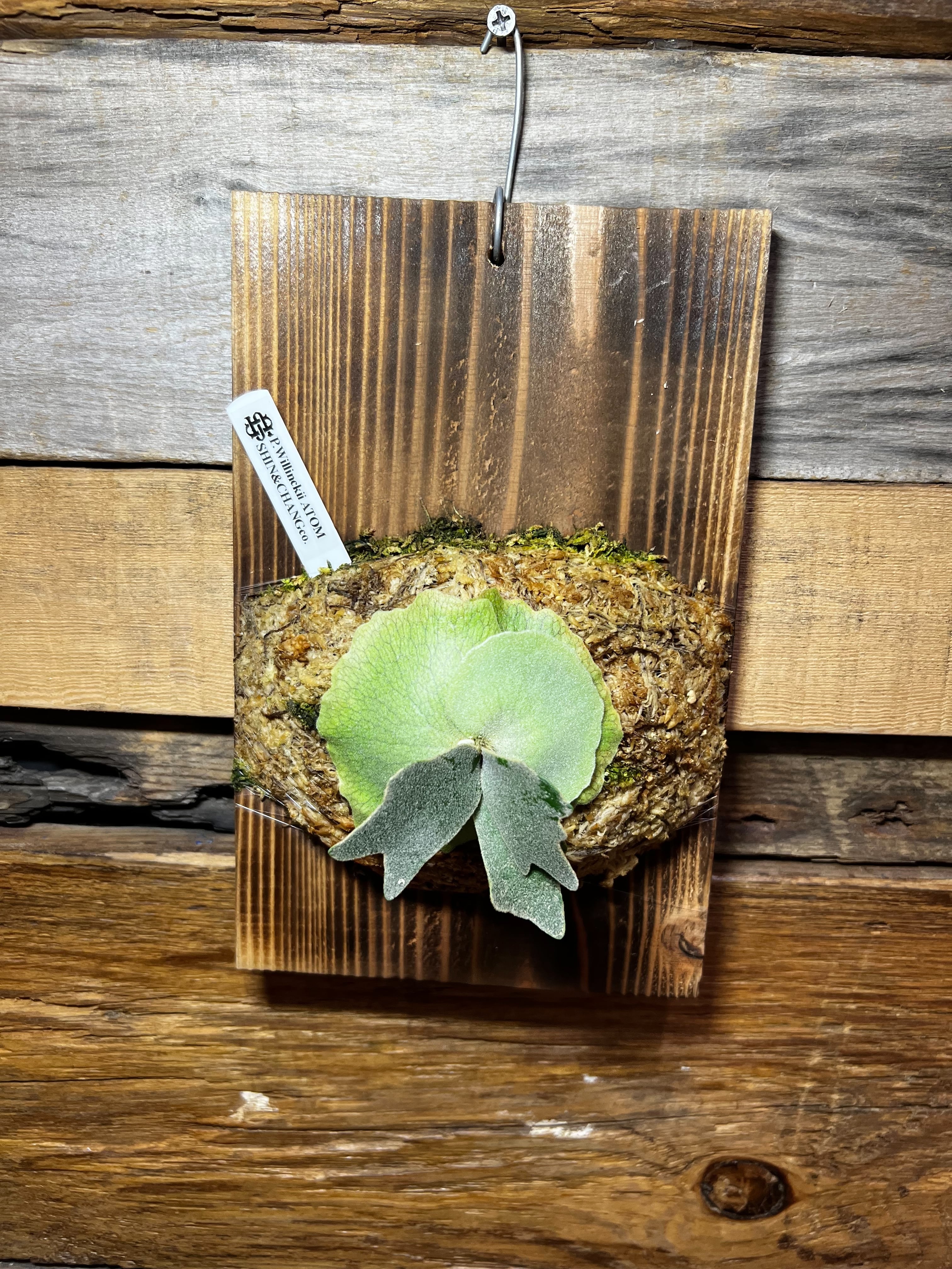 P. Willinckii ATOM | SHIN & CHANG CO.
