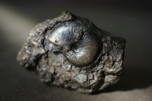 イギリス産黄鉄鉱化アンモナイト  Pyritized Ammonite 2308