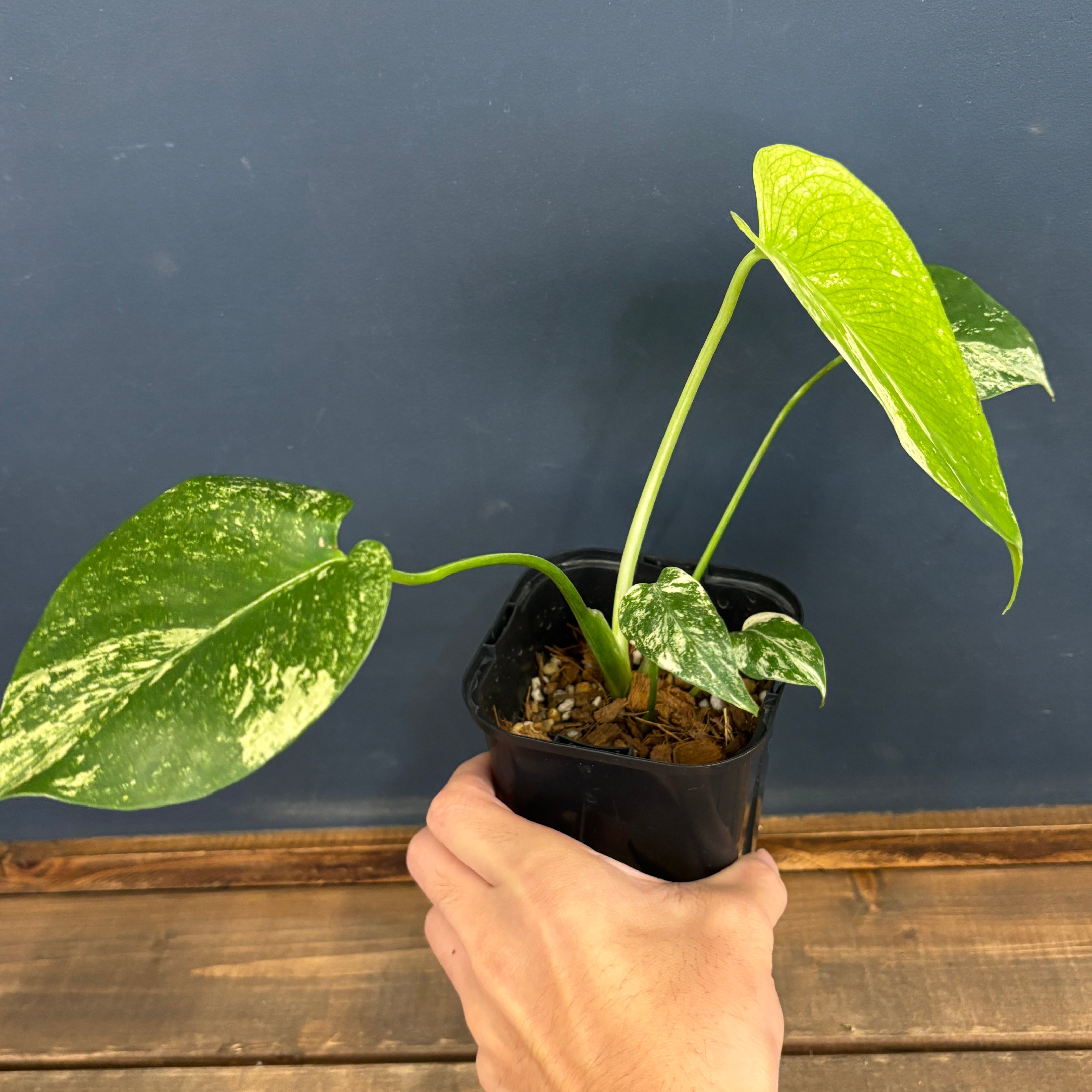 モンステラ ホワイトモンスター【868】 | PROTOLEAF プロトリーフ