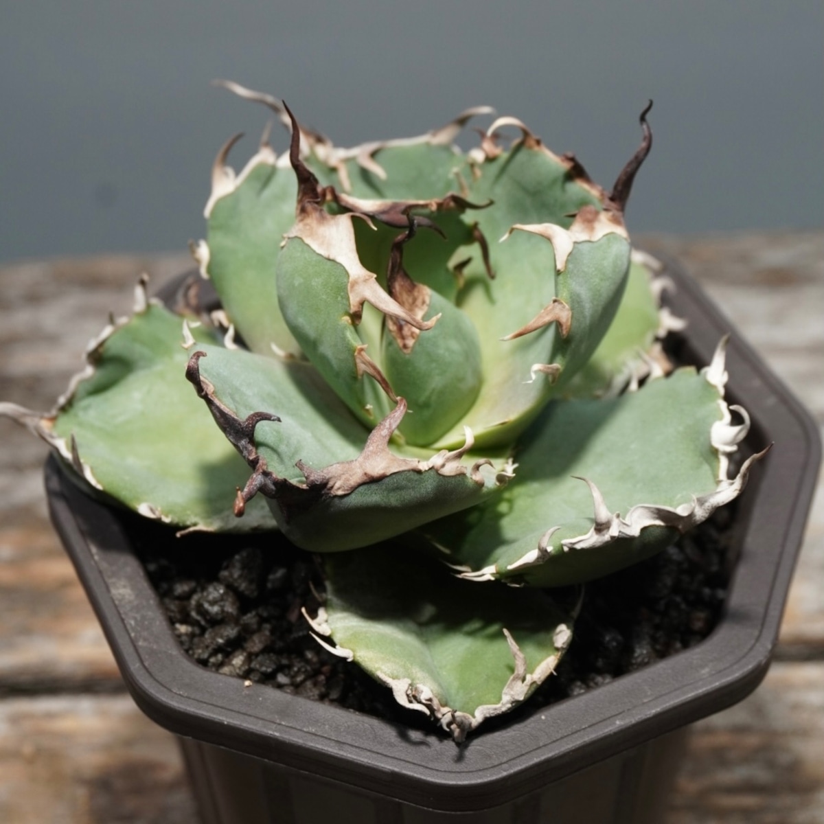 Agave Titanota 