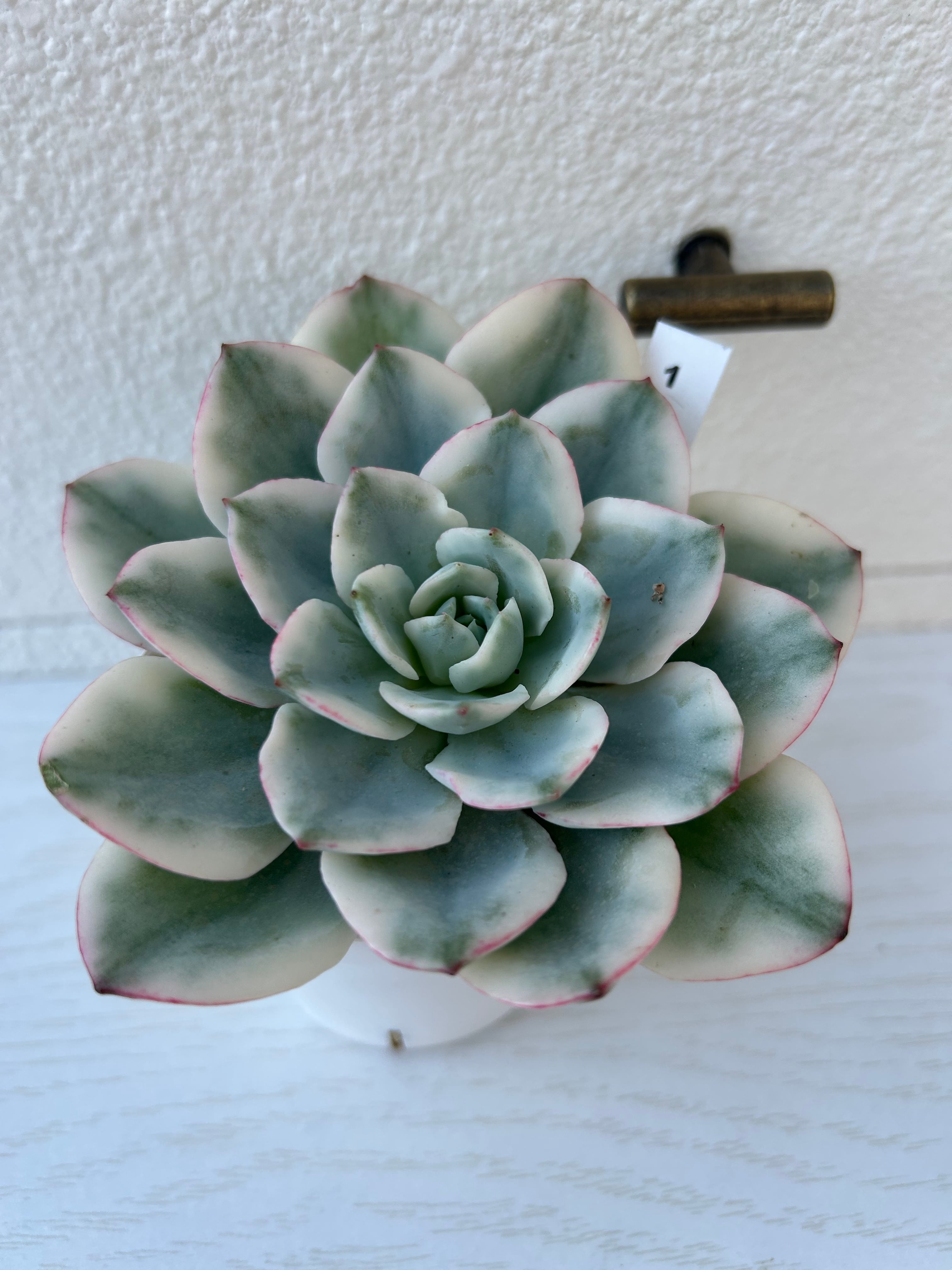 輸入苗 ☆クリームピーチ錦No.1