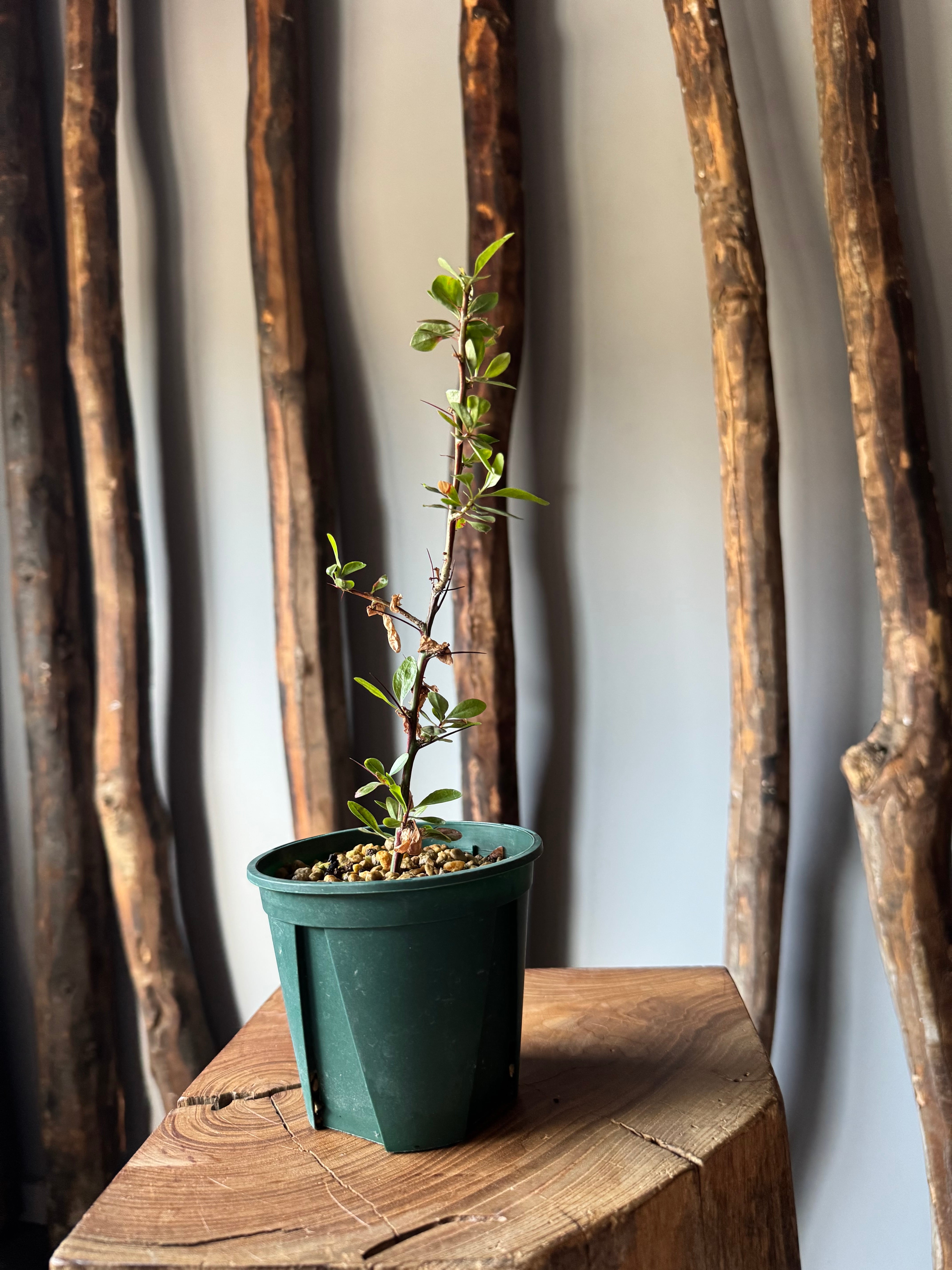 新着】Fouquieria fasciculata【激レア塊根の挿木】フォークイエリア