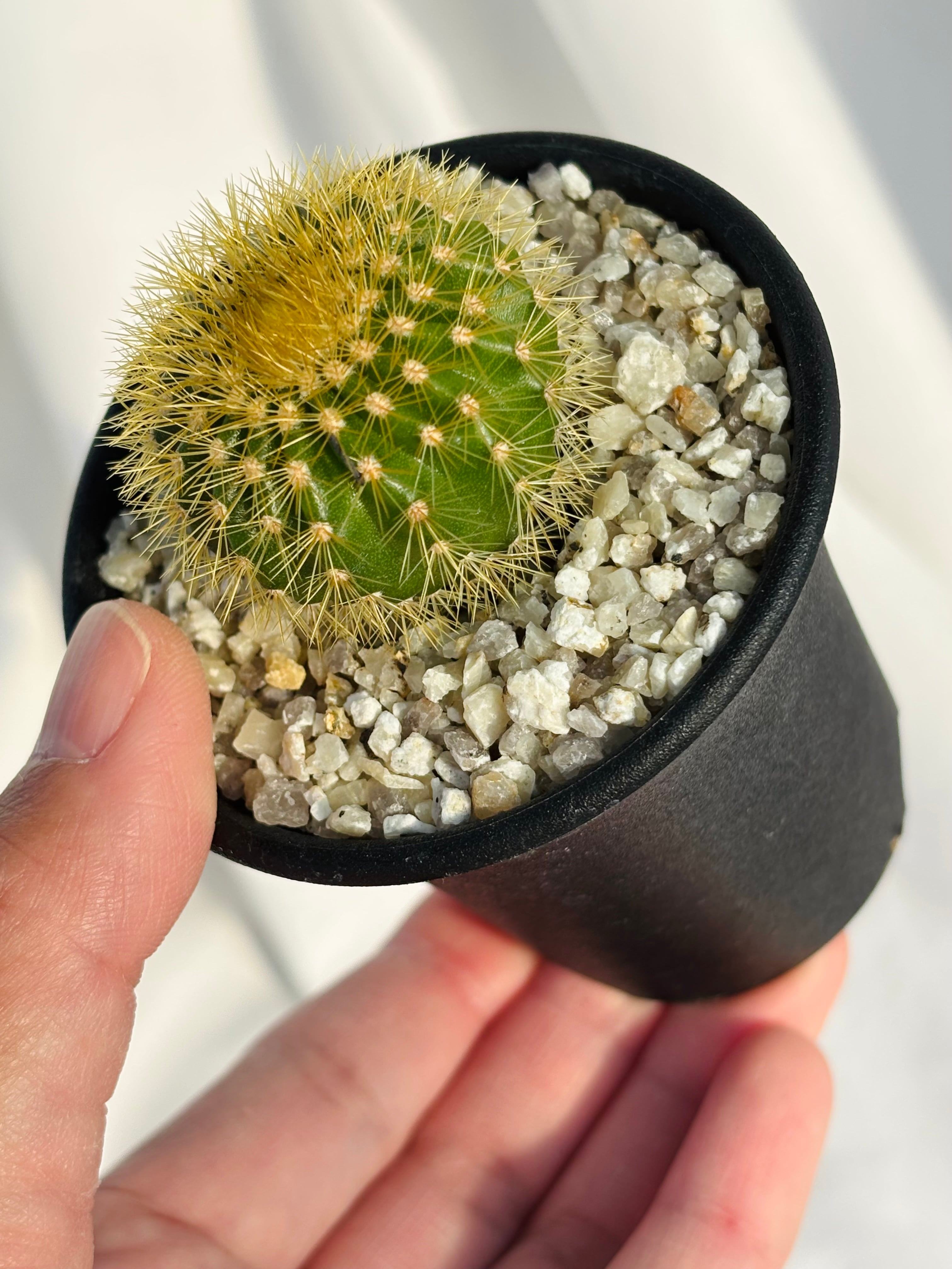 Uebelmannia pectinifera v. eriocactoides ユーベルマニア エリオ