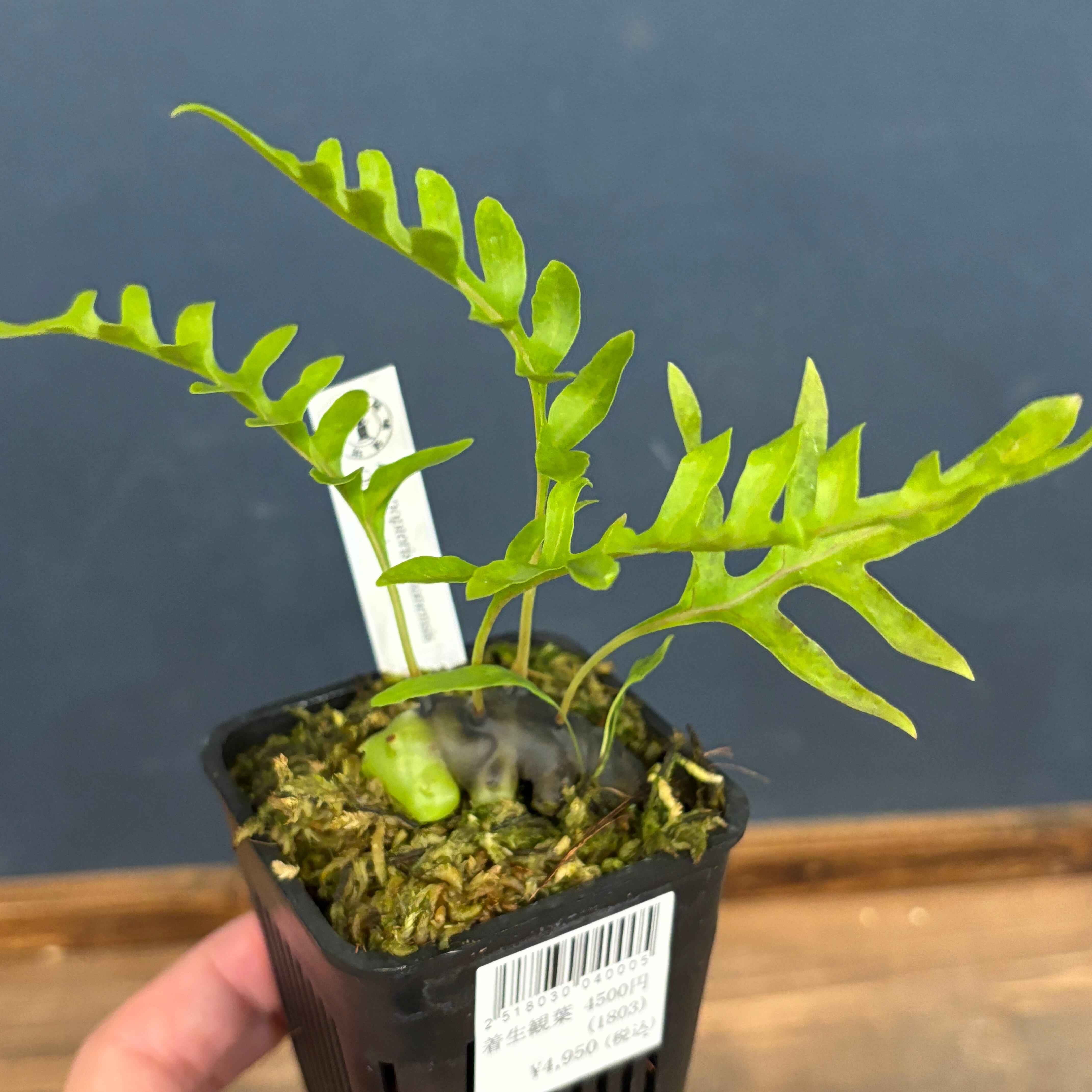 伊藤蟻植物農園 | PROTOLEAF プロトリーフ