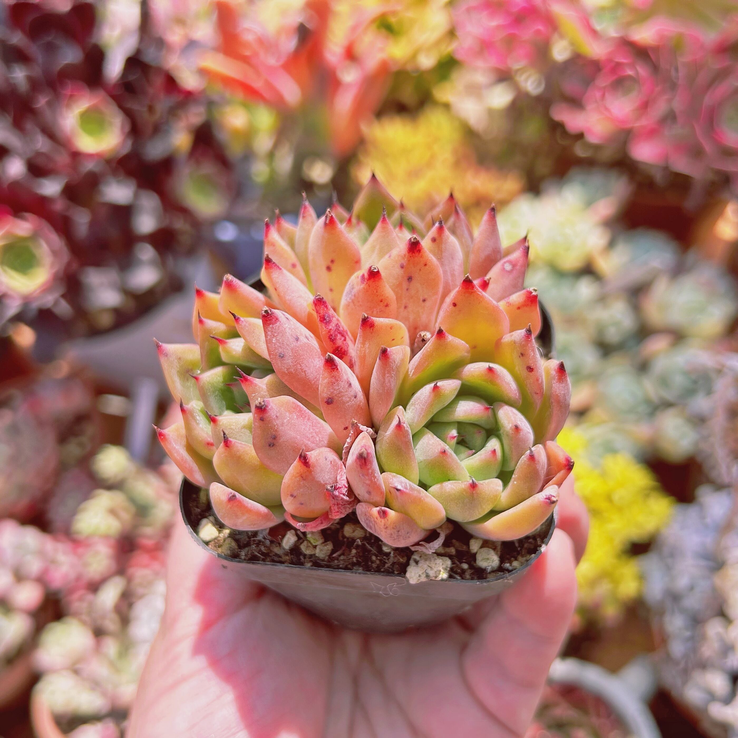 多肉植物 Echeveria アンジェラ 2～3頭 小傷あり | るる農園~多肉植物専門