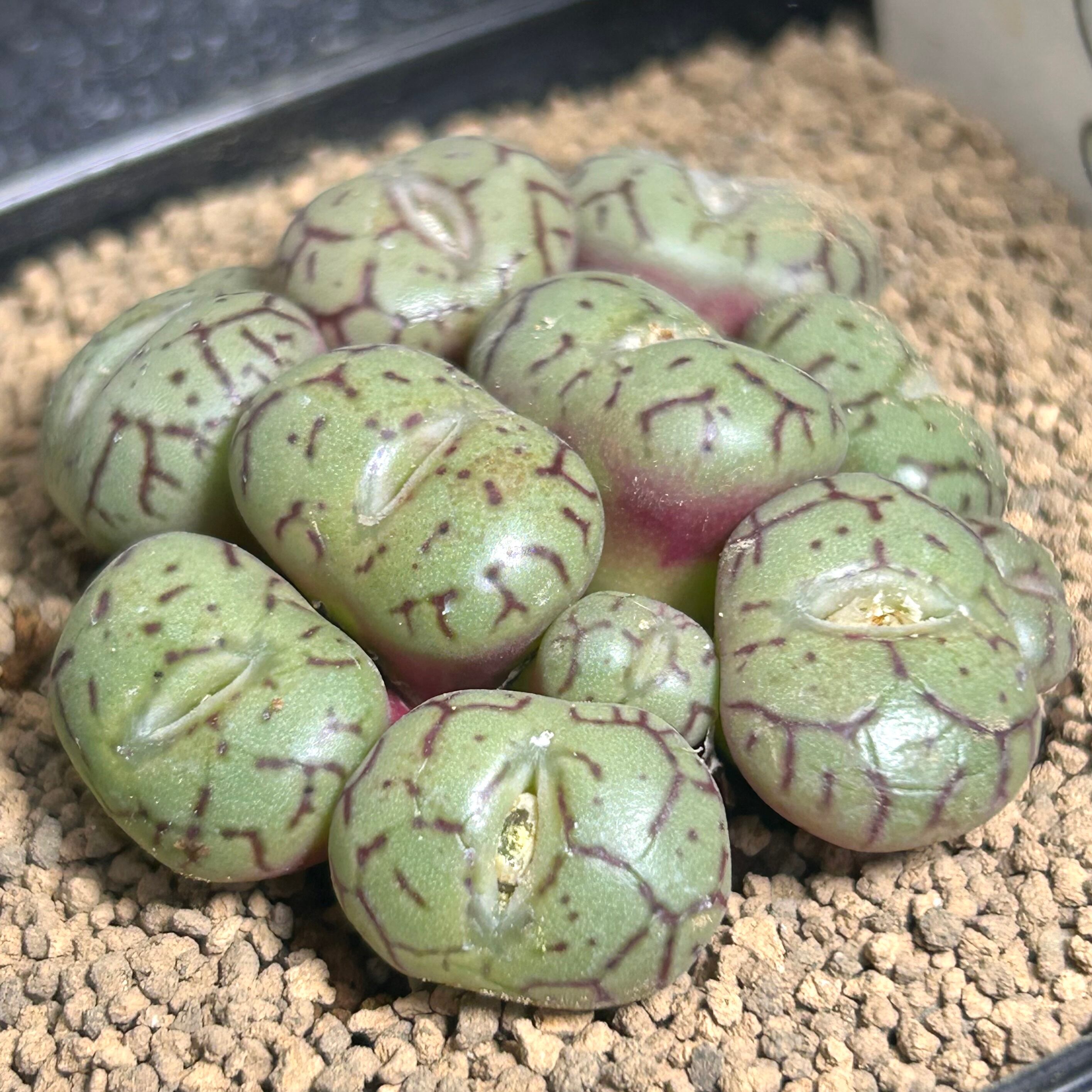 コノフィツム | RuPo 多肉植物専門店