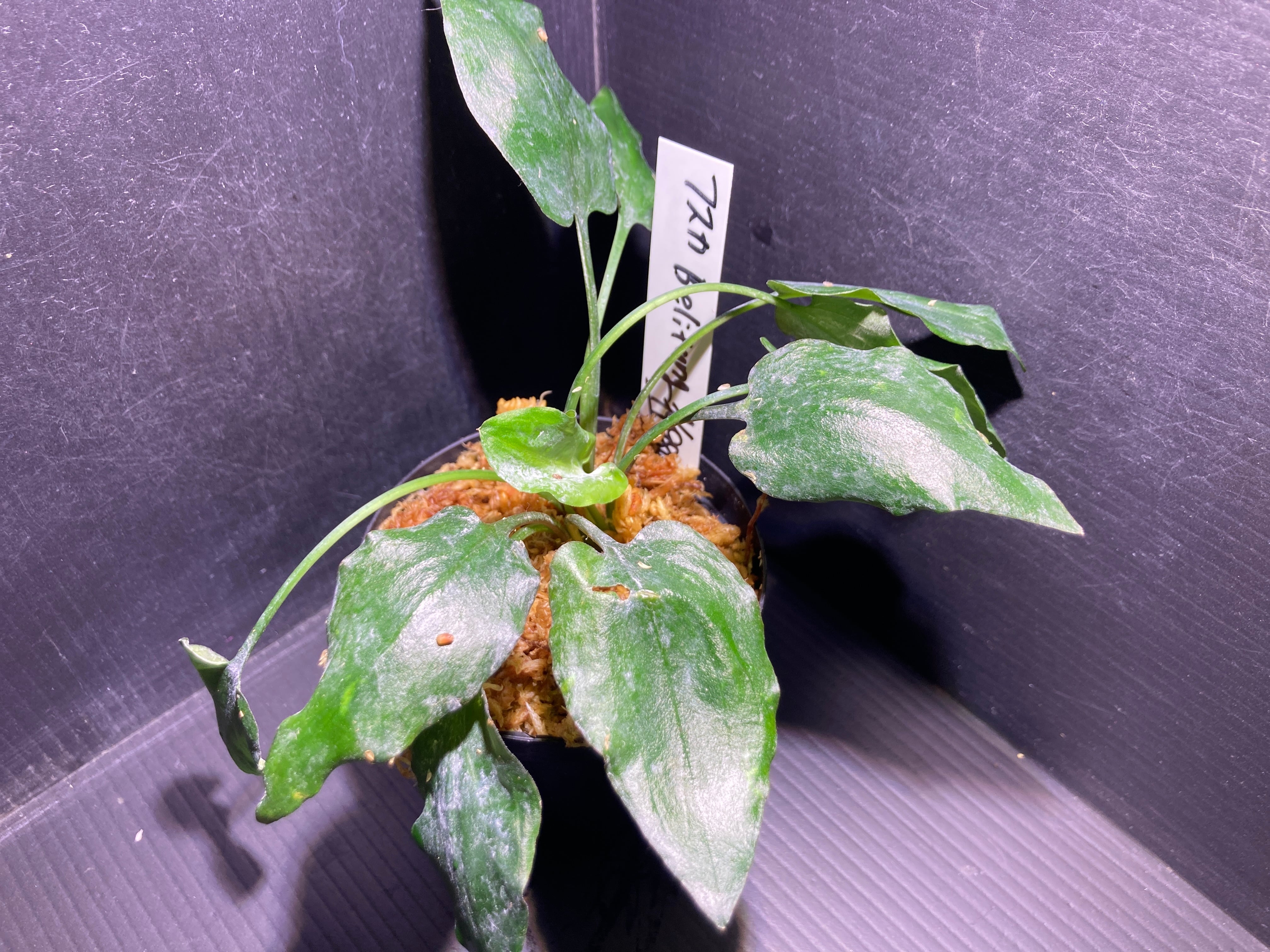 Cryptocoryne fusca Belitung Bangka Belitung(クリプトコリネ フスカ