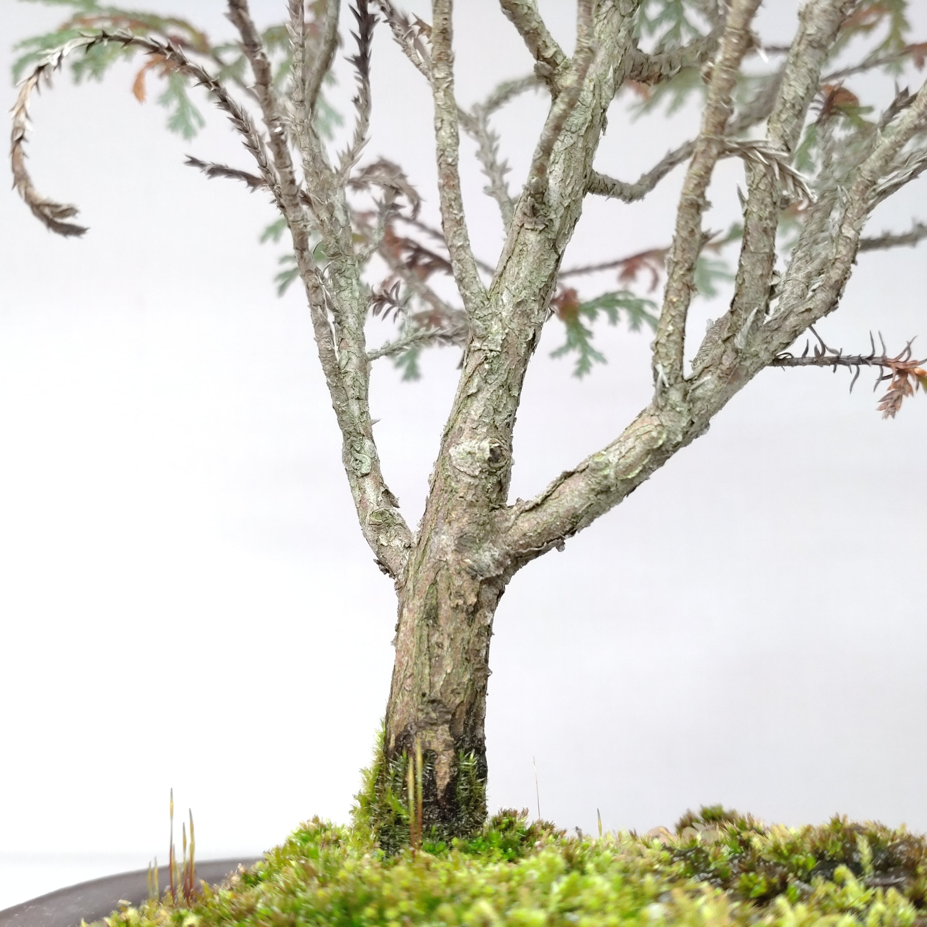 椹（サワラ）盆栽 SS016 | 盆栽創【Bonsaisou】