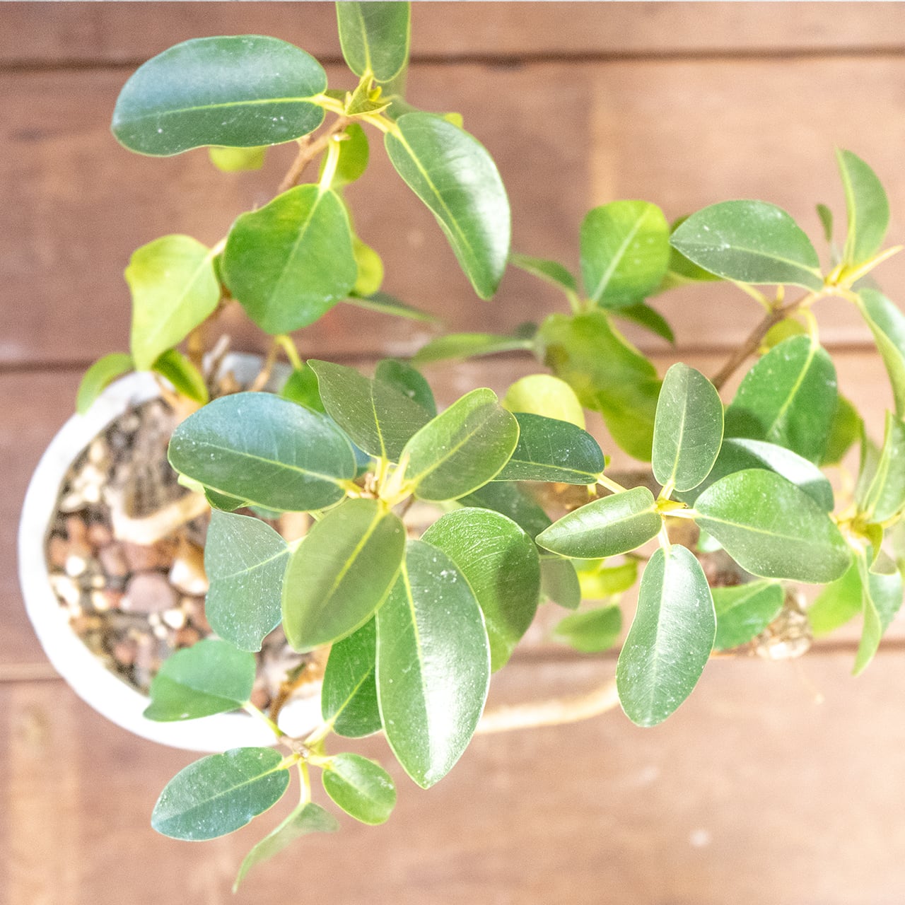 フランスゴムの木｜複雑に絡み合う根と枝が魅力の一点物【モルタル鉢仕立て／レア樹形】