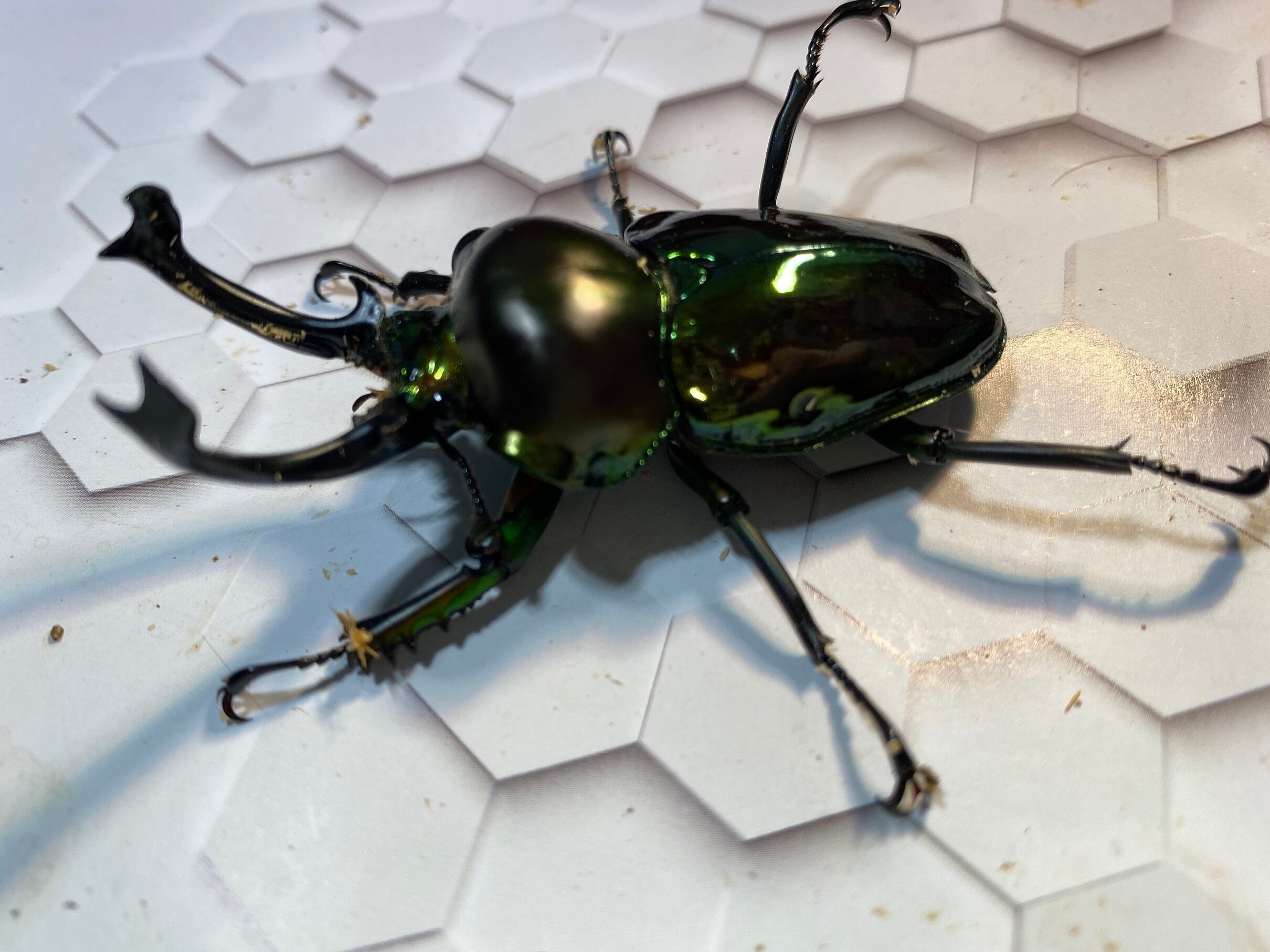しょーゆ様 ニジイロクワガタ ニジイロクワガタ】Green系紫紺 大型57mmペア ※特殊カラー | KUWAGATA