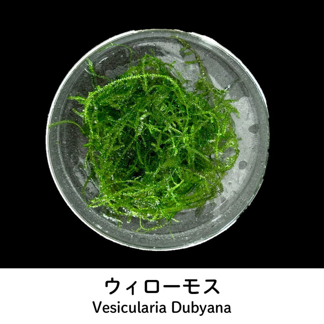 無農薬　国内産　ウィローモス2kg 魚用品・水草 無農薬 国内産 ウィローモス2kg