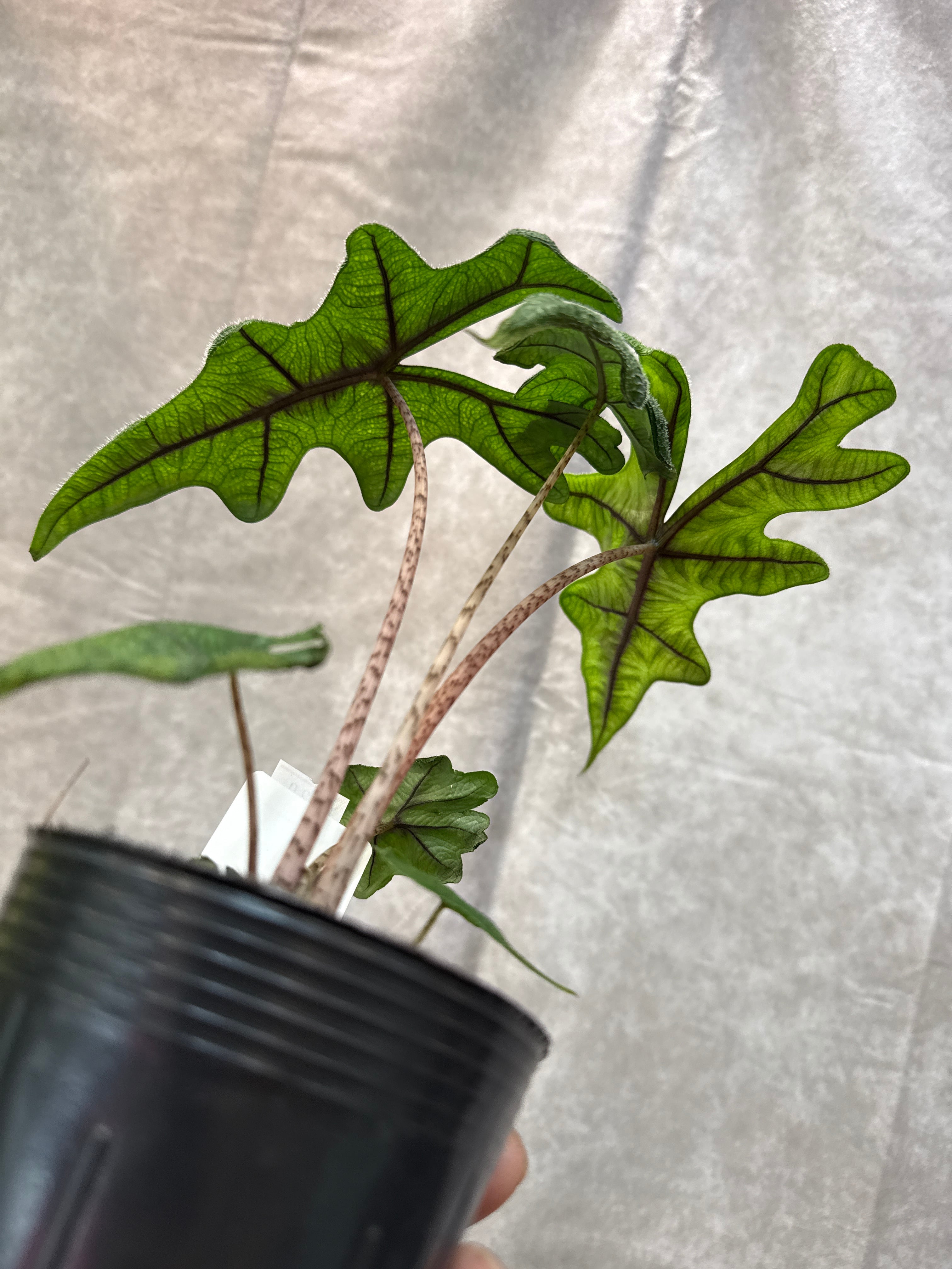 アロカシア ジャックリン | Gardenえん 【観葉熱帯植物】