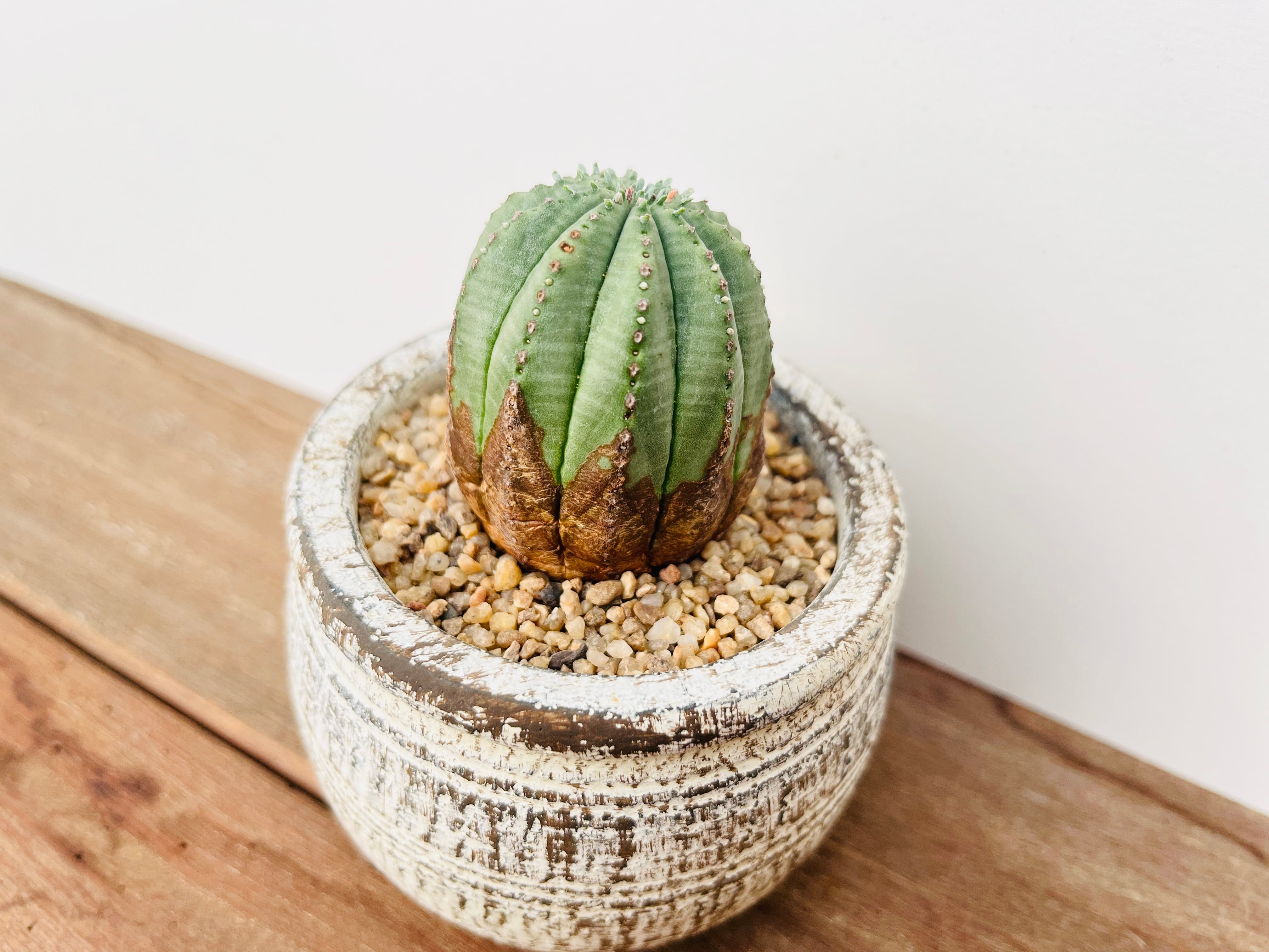 Euphorbia Obesa ユーフォルビア・オベサ梵天 多肉植物 | plants MARU