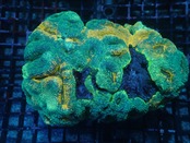 Bowerbanki Premium FromBali