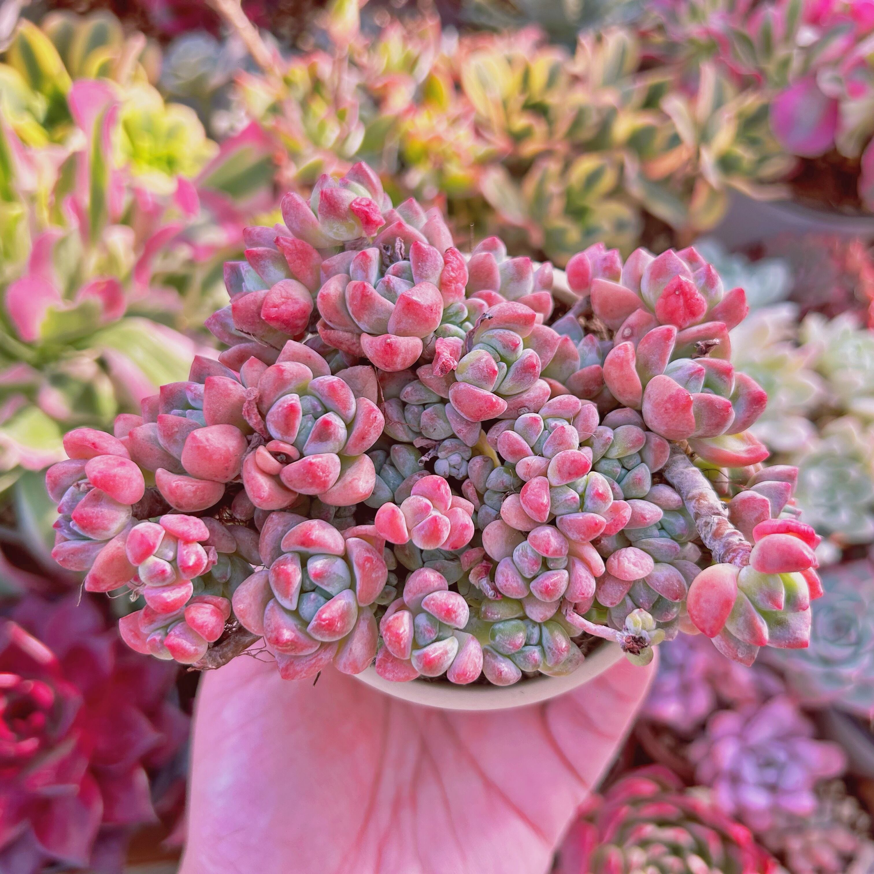 64bd685ff1af7c2403a03454cb3e13