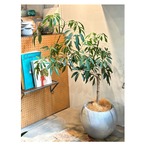Schefflera