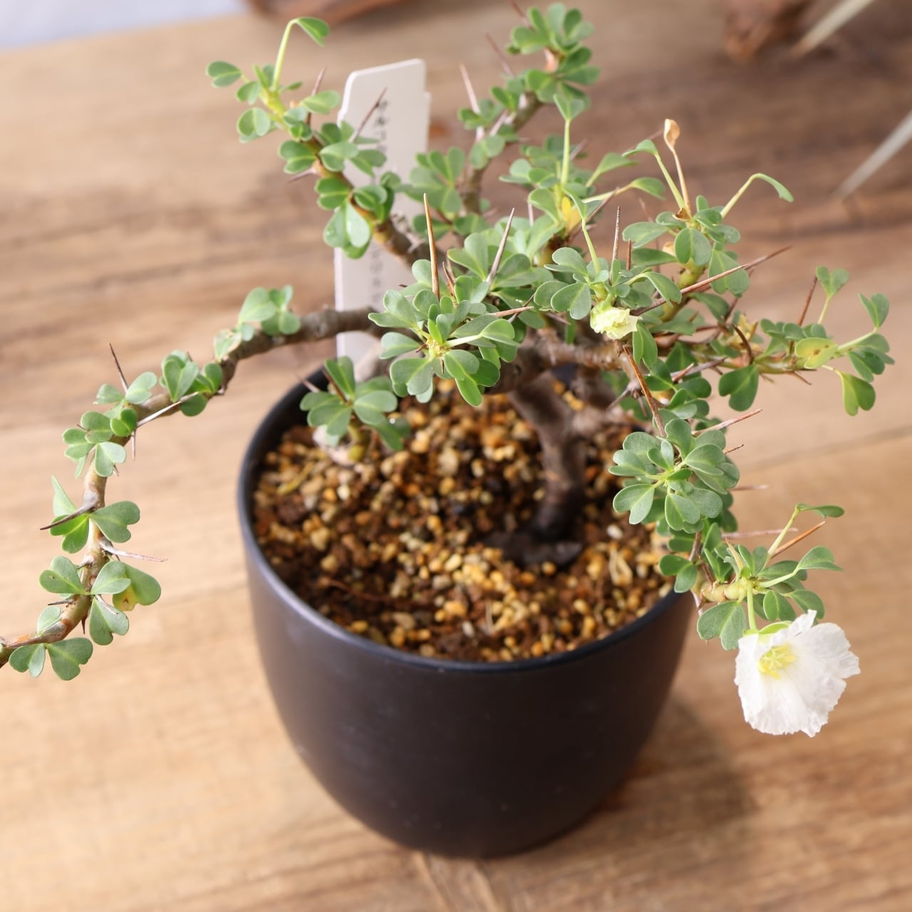 337トゲの中に映える白花『モンソニア バンデリエティアエ』観葉植物