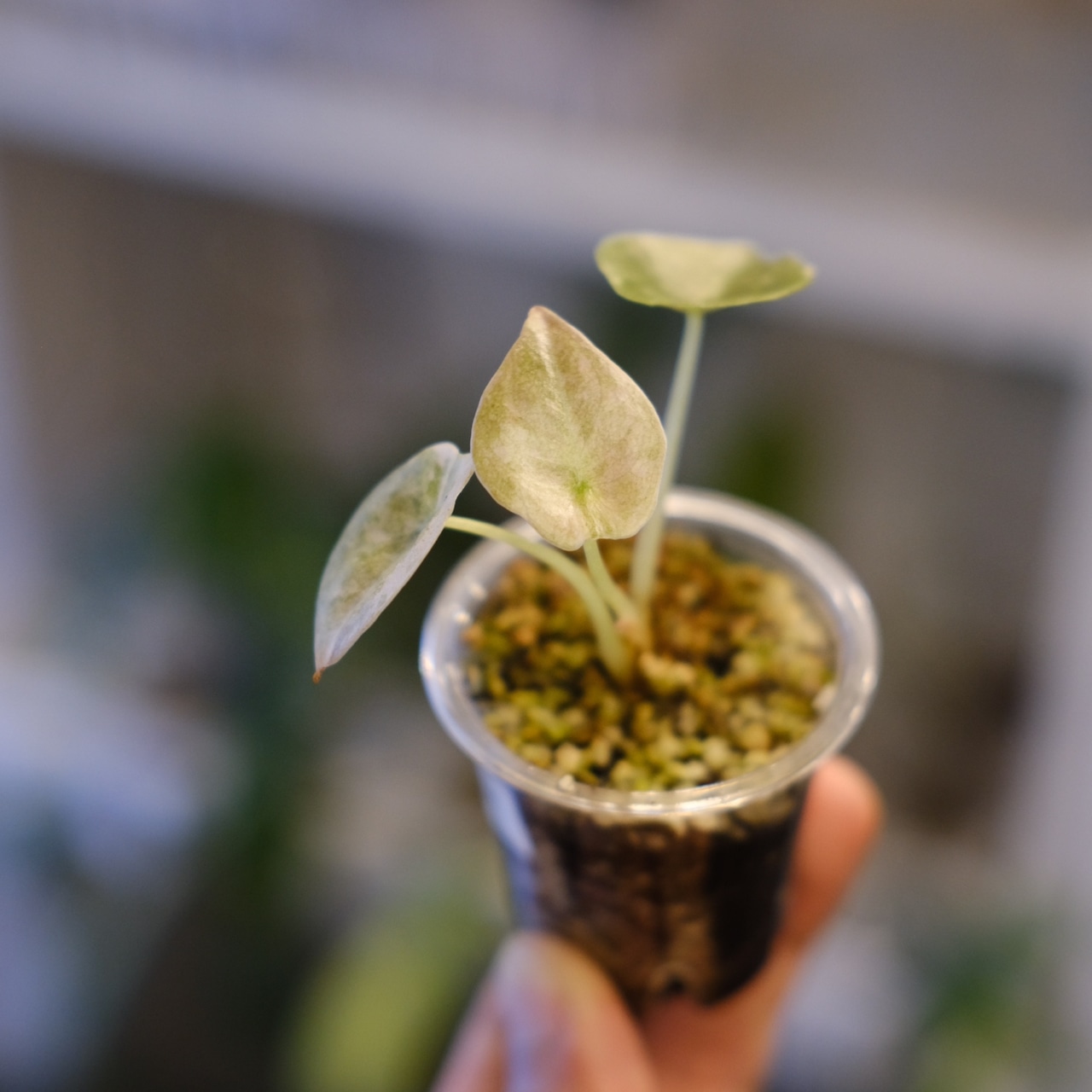 Alocasia cuprea varigated /アロカシア クプレア 斑入り②