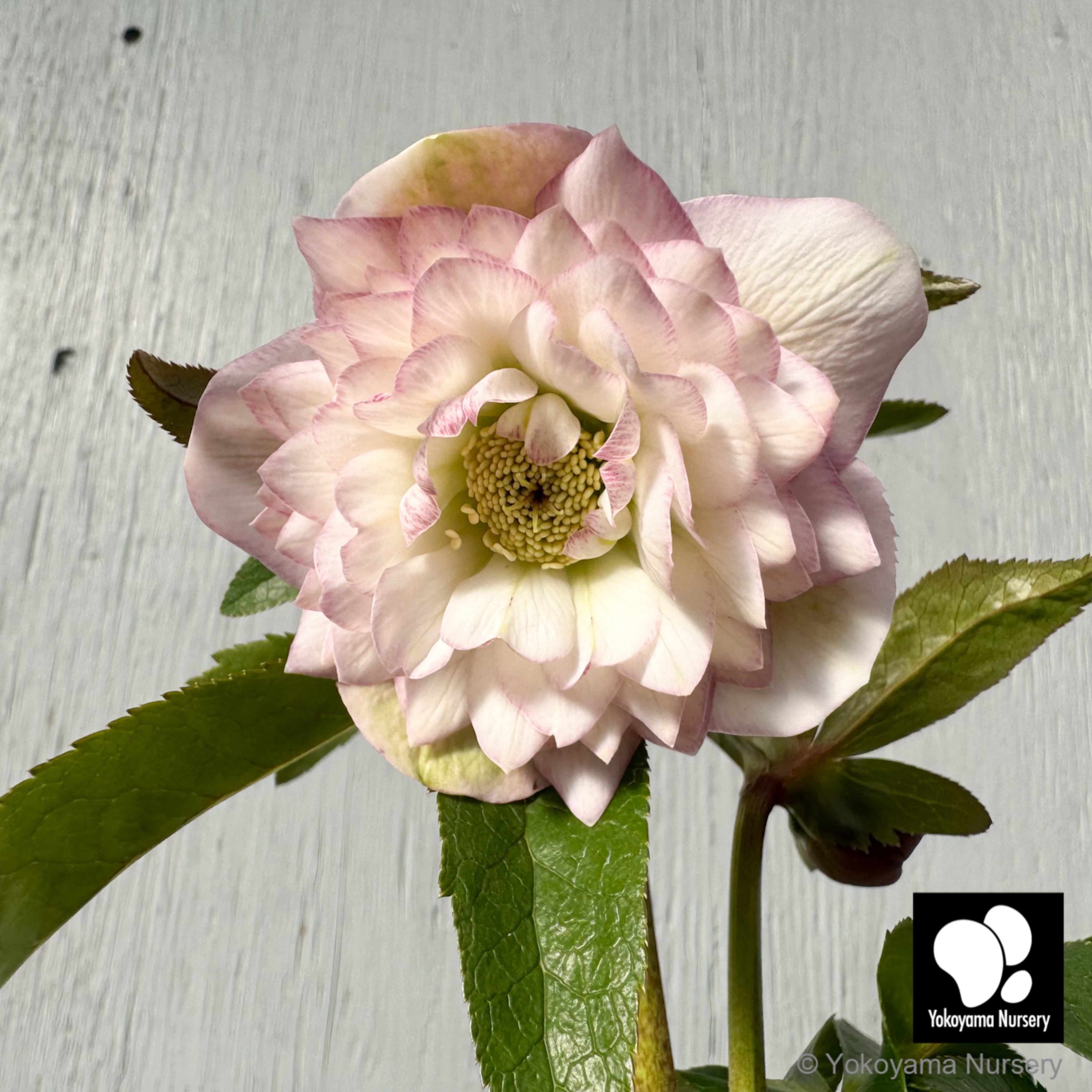 抽選販売】［2］ クリスマスローズ プリマドレス ホワイトピンク バイ