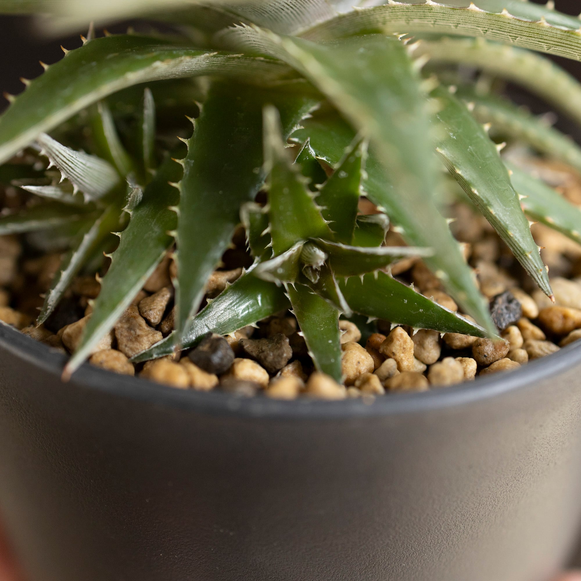 Dyckia ディッキア ハイブリッド 交配種 子株付き 多肉植物 サボテン