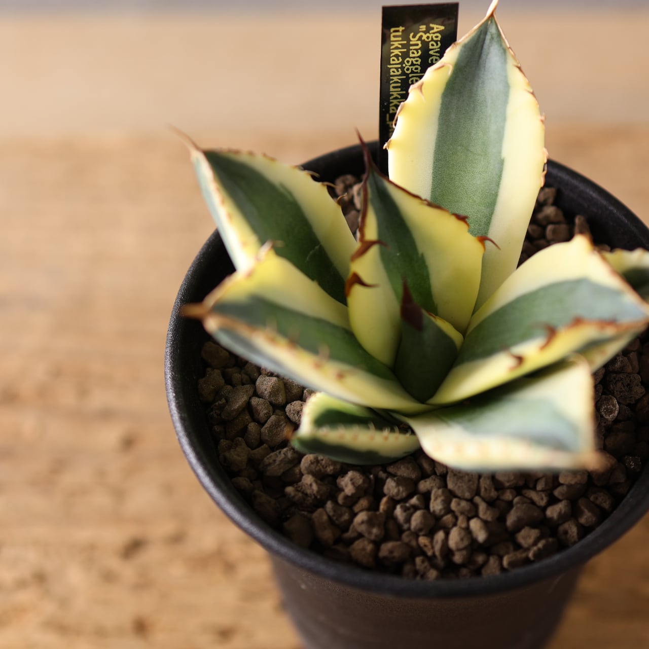 MARX PLANTS | 観葉植物・多肉植物・塊根植物