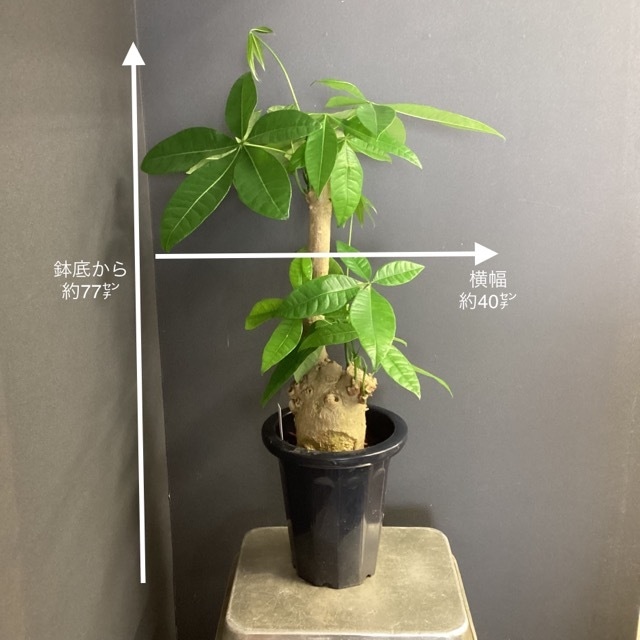 【室内向き】【おしゃれ オシャレなインテリア】レア パキラ アクアティカ 朴タイプ 観葉植物(1381) | hanabisou