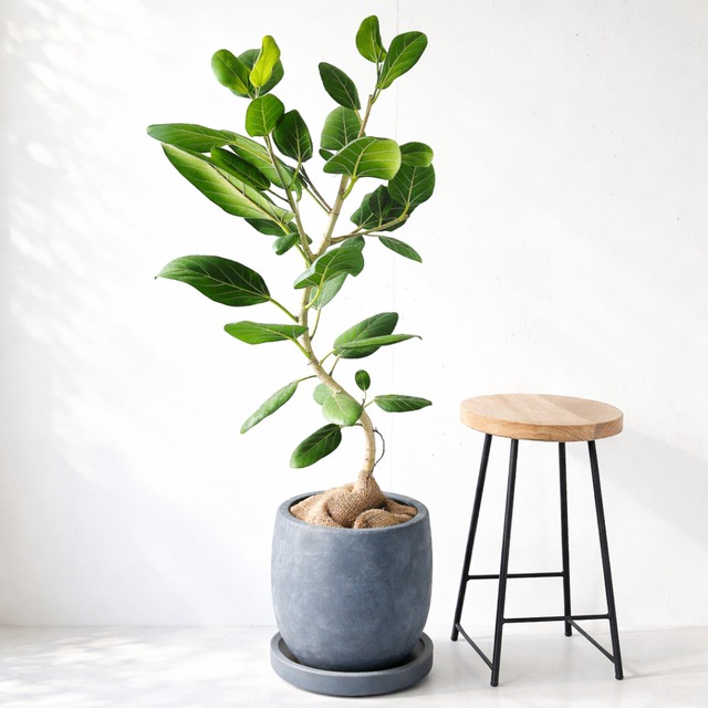 【Luxury Plants】希少 シェフレラ・グランディ 斑入り 観葉植物 calm cafe