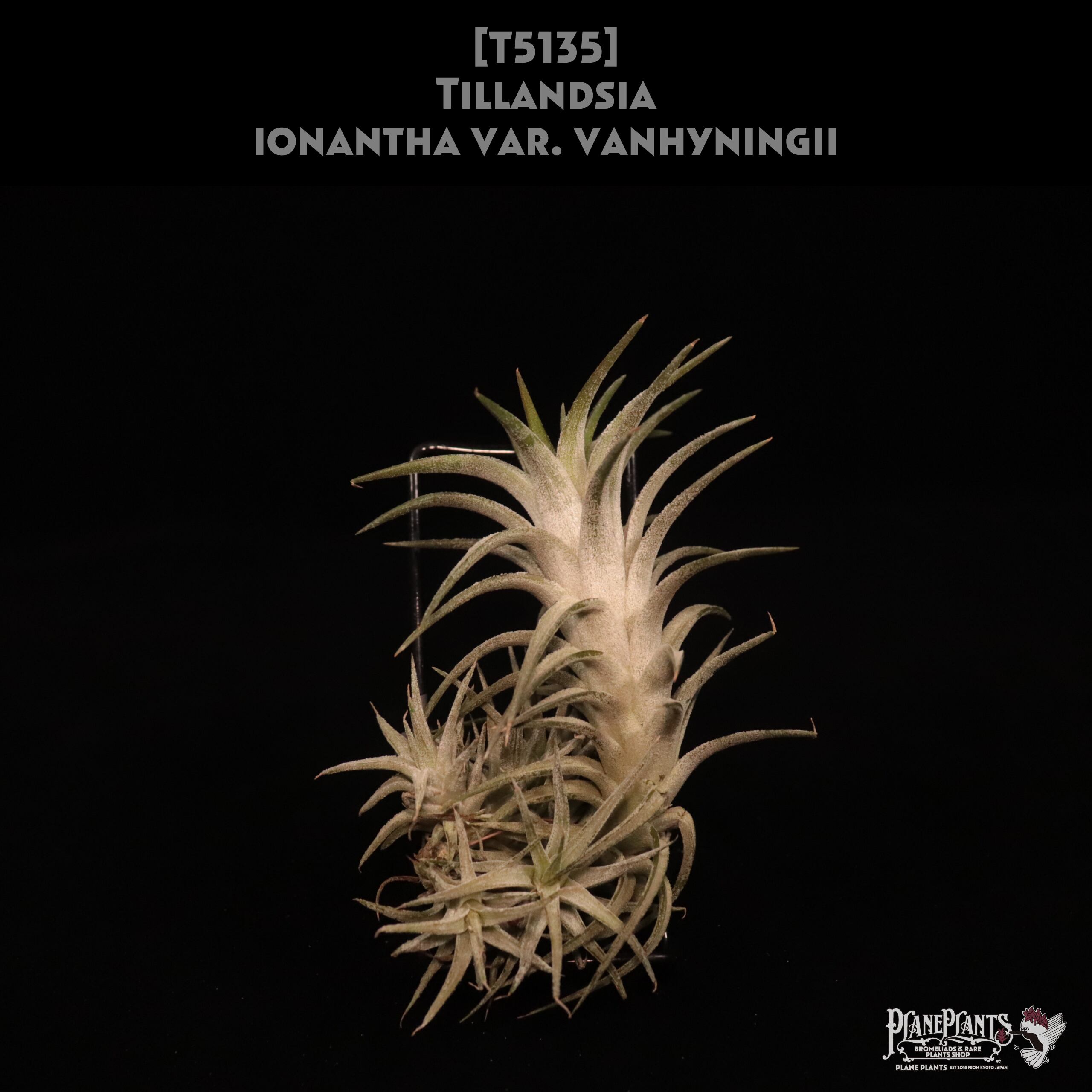 ブロメリア・エアープランツ Deuterocohnia sp. Tuchman ex. Bill Baker Deuterocohnia sp. Tuchman ex. Bill Baker Deuterocohnia sp