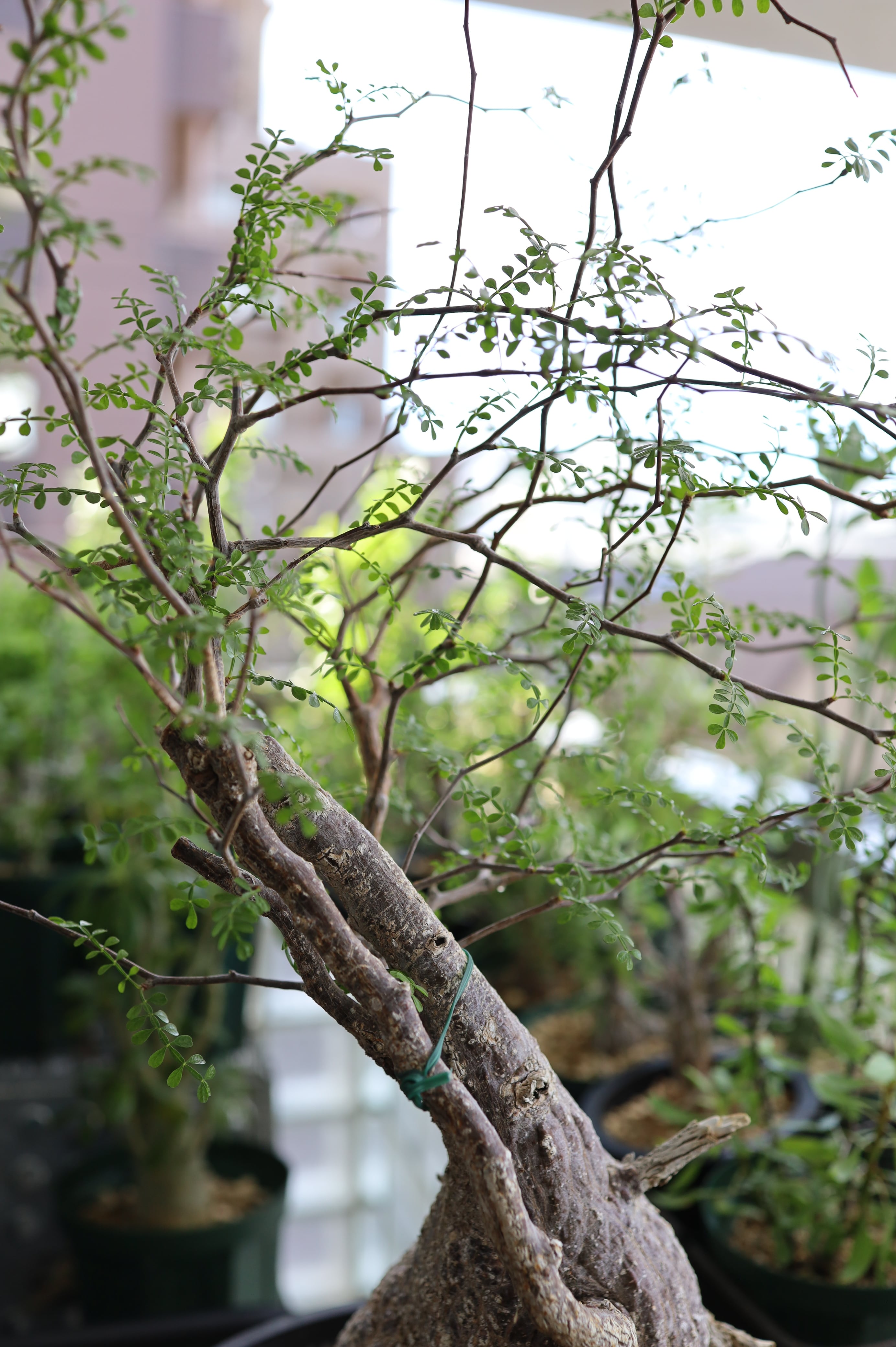 オペルクリカリア・パキプス | Operculicarya pachypus _001 | SAVVY