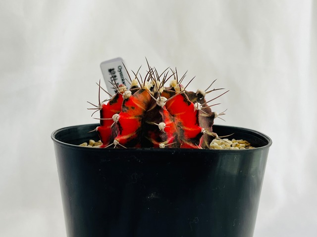 Gymnocalycium mihanovichii  緋牡丹錦　サボテン