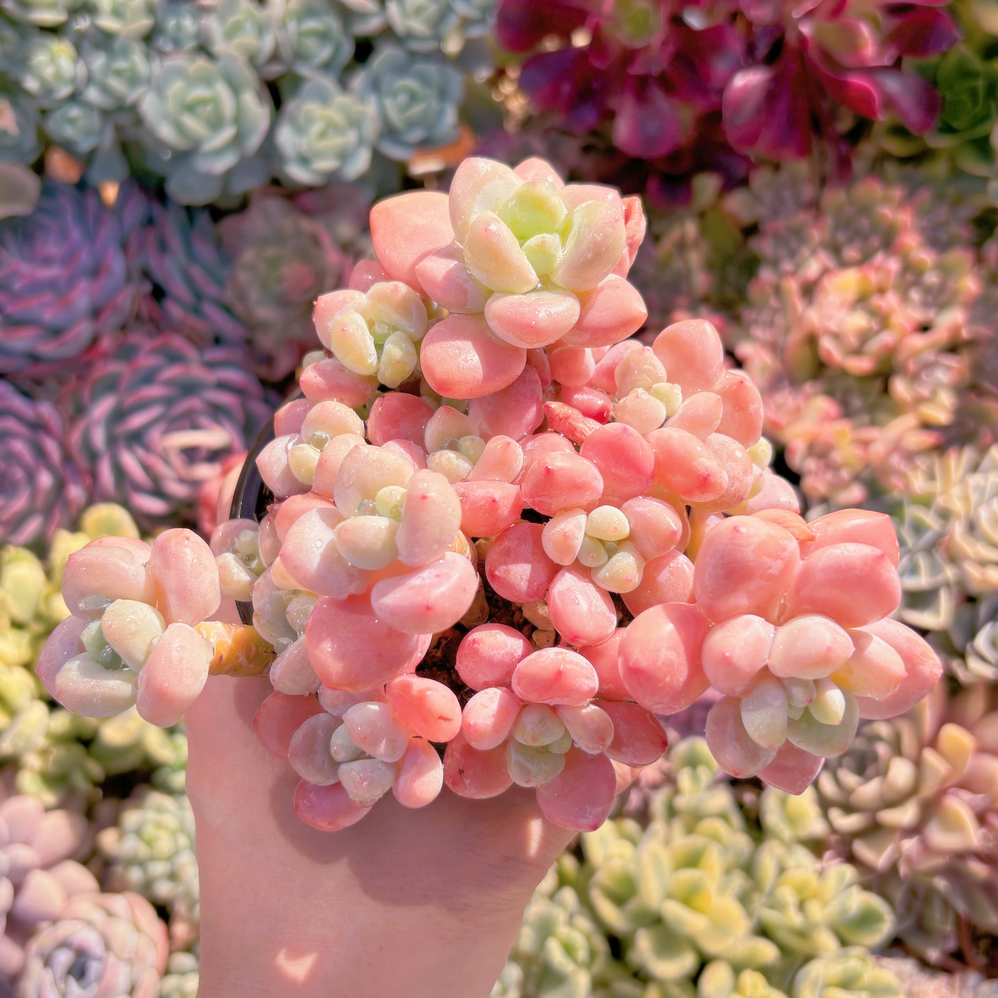 現品　マカロン#2023　新入荷　るる農園