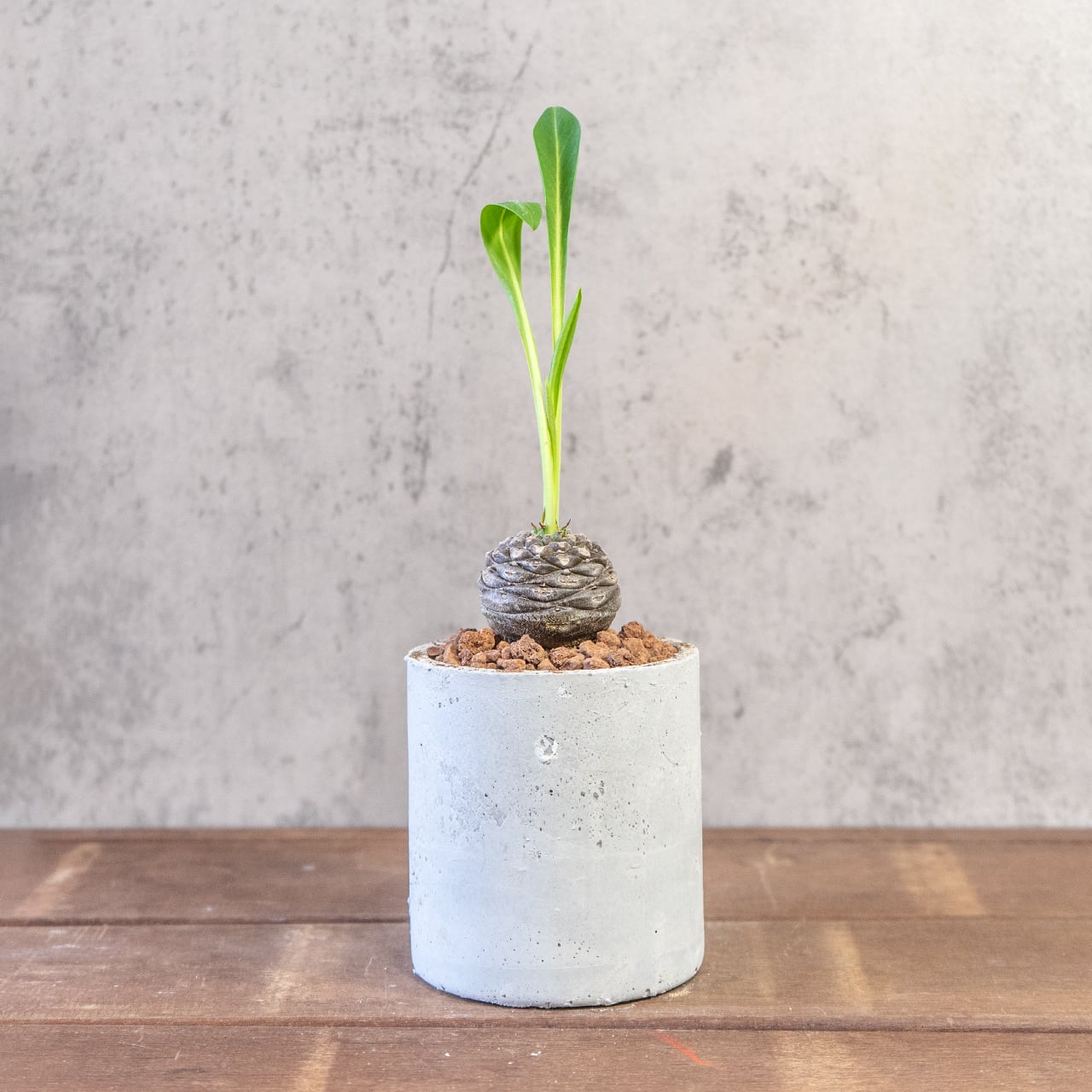 ユーフォルビア 鉄鋼丸 一株ごとの厳選仕入れ 塊根植物 幾何学的な鱗模様が美しい塊根部と新緑のコントラスト 観葉植物 ギフト おすすめ|虫発生抑制